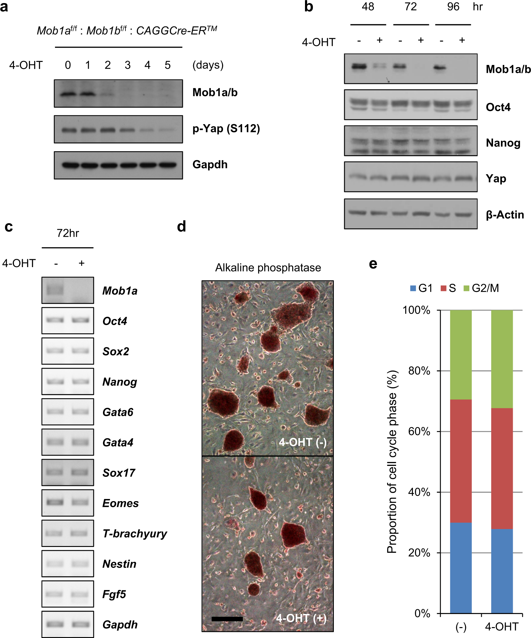 Fig. 1: Mob1a/b has little effect on the maintenance of stemness and proliferation in mouse ESCs.
