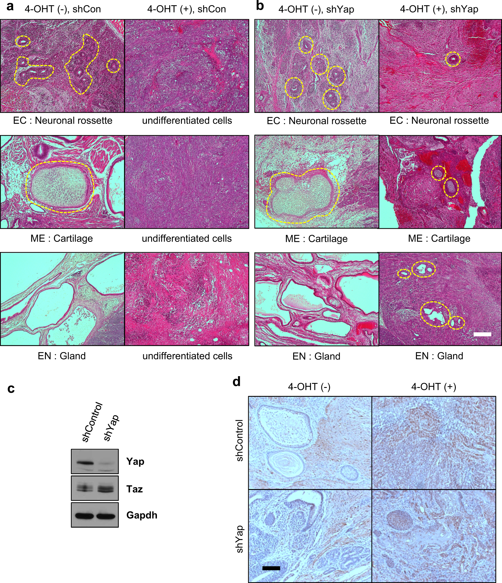 Fig. 5: Mob1a/b is required for the differentiation of mouse ESCs in vivo.