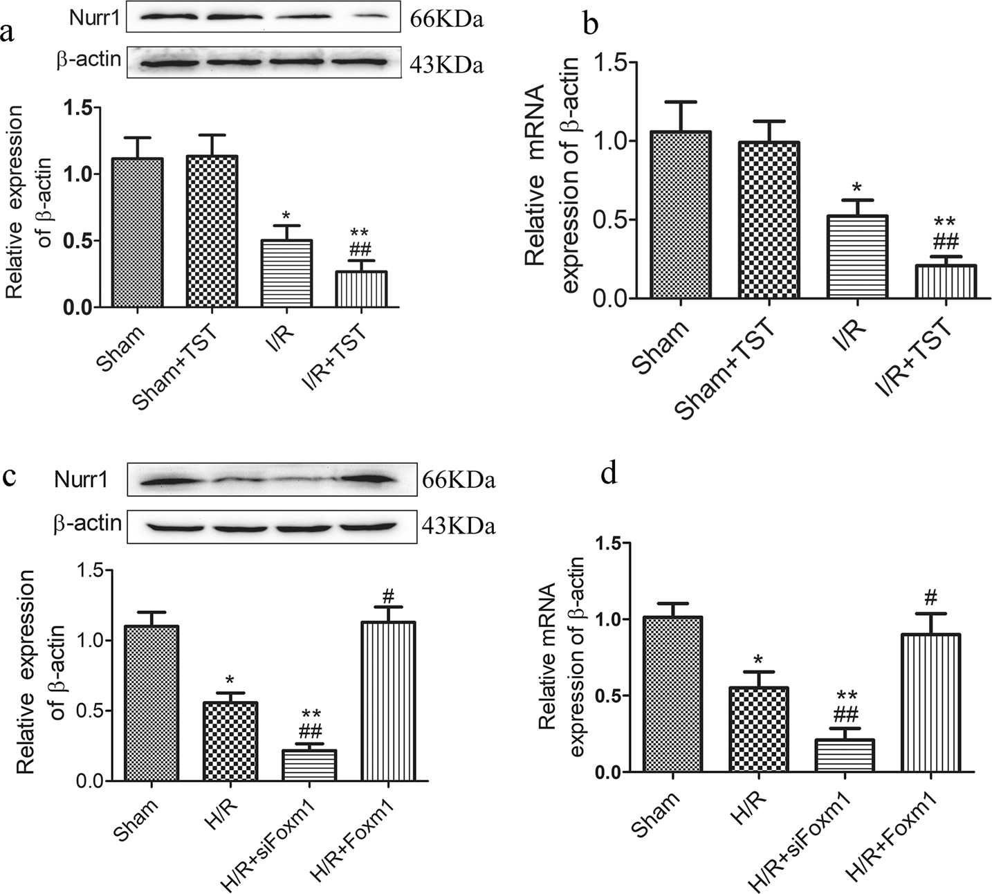 Fig. 4: Nurr1 is induced by FoxM1 intestinal regeneration after I/R in vivo and in vitro.