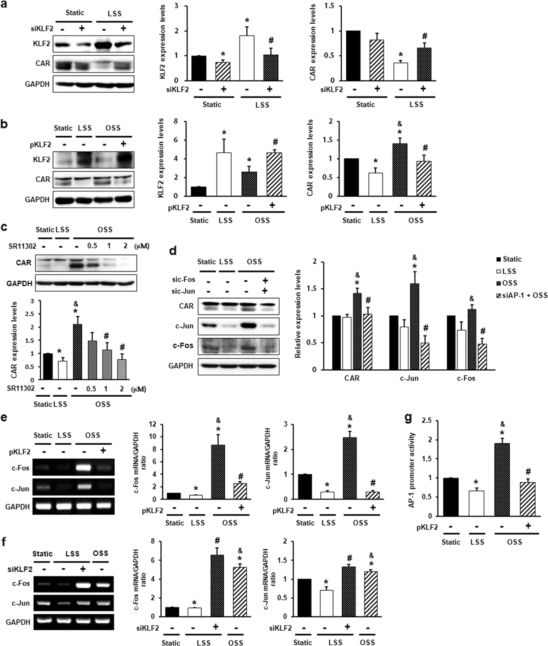 Fig. 2: CAR expression in endothelial cells is regulated by the flow-responsive KLF2-AP-1 axis.