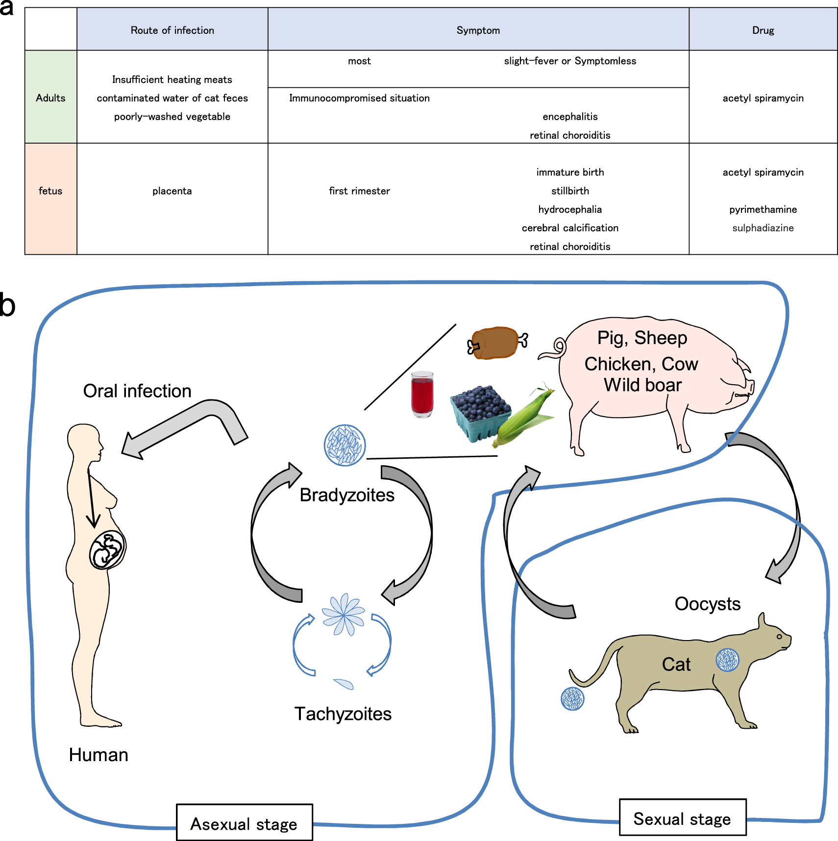 Innate Adaptive And Cell Autonomous Immunity Against Toxoplasma Gondii Infection Experimental Molecular Medicine