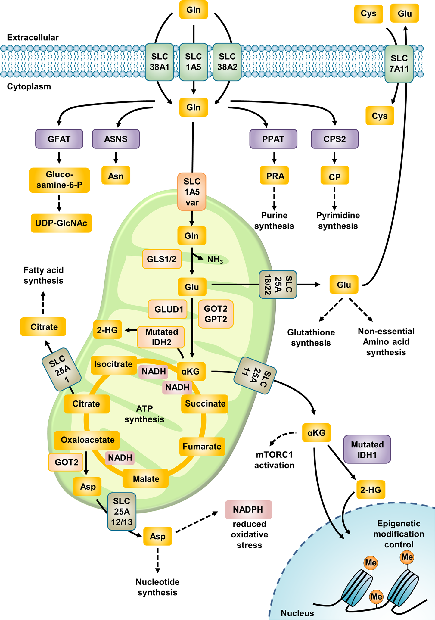 Glutamine reliance in cell metabolism | Experimental & Molecular Medicine