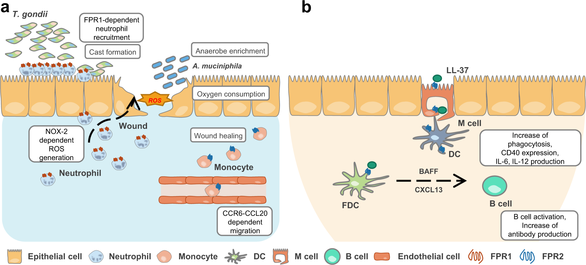 Formyl peptide receptors in the mucosal immune system | Experimental &  Molecular Medicine
