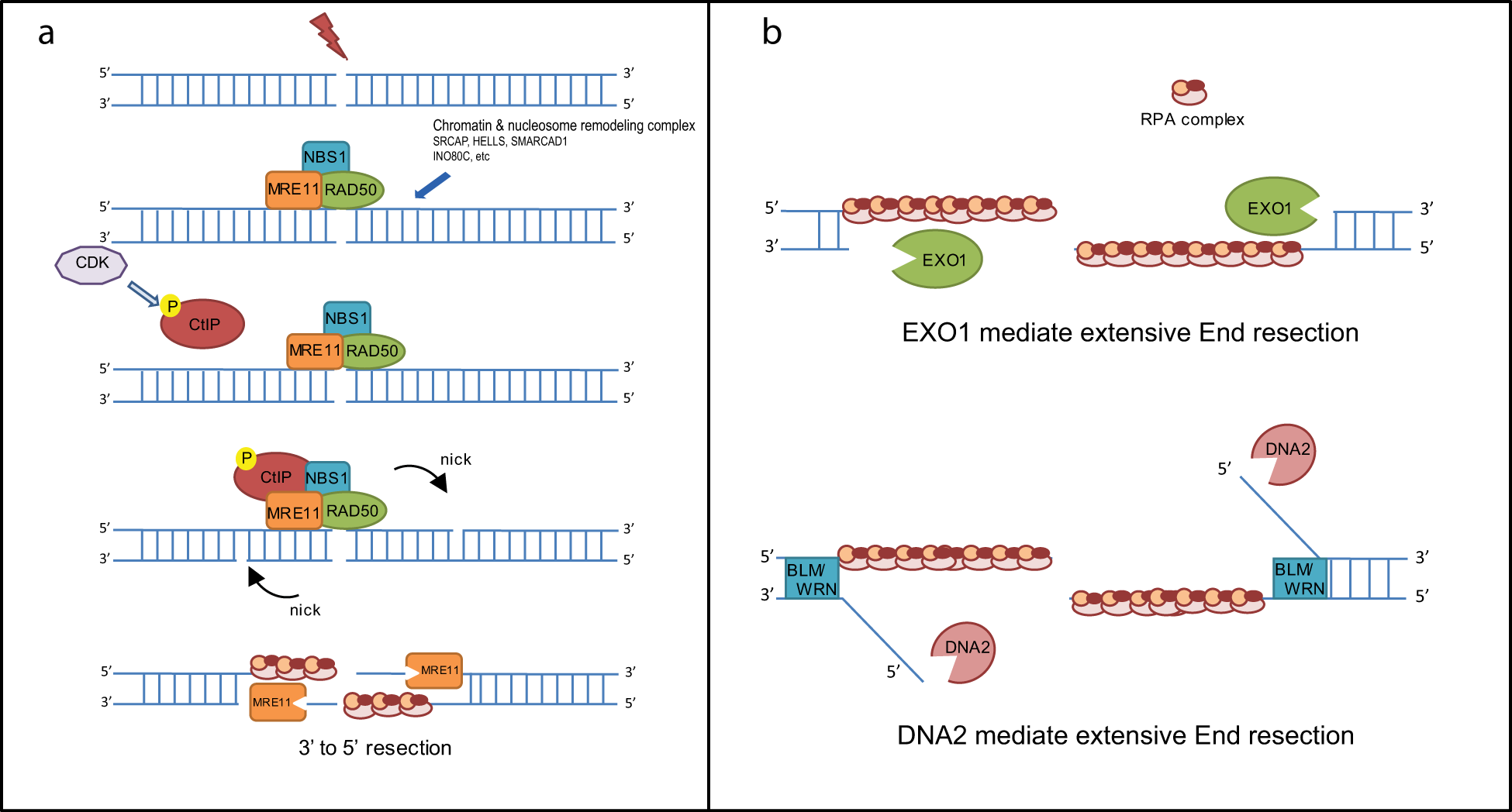 Fig. 1: Initiation and extension of DNA end resection.