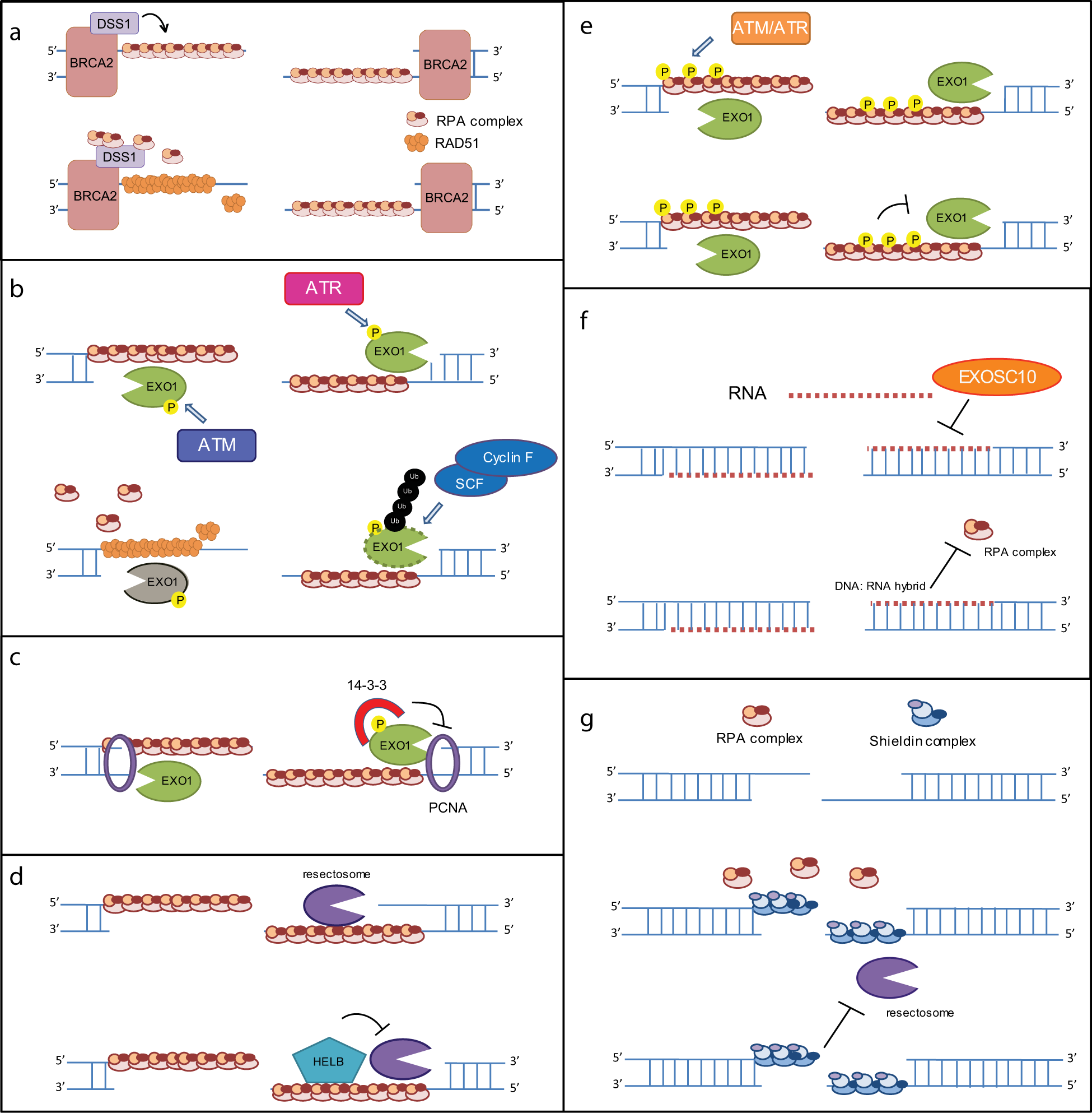 Fig. 2: Current models of DNA end resection termination.