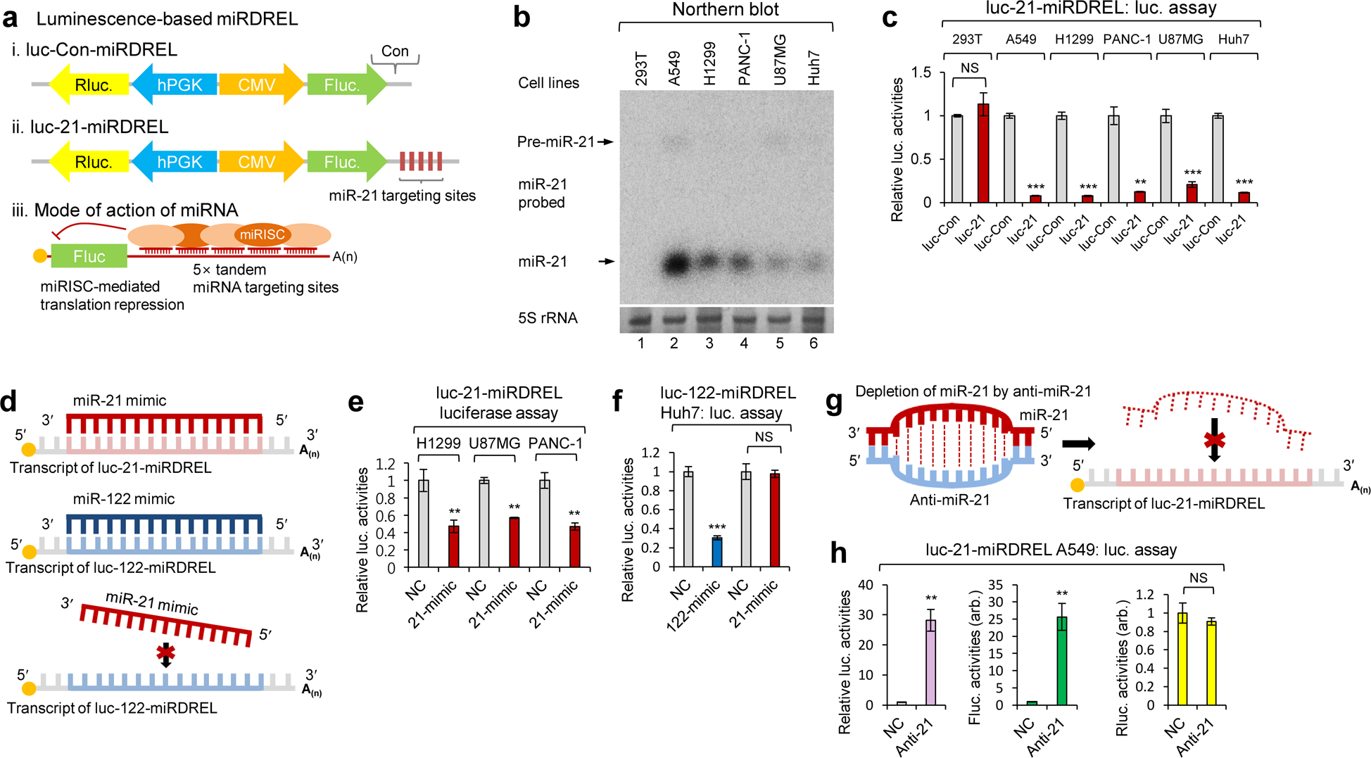 Fig. 1: miRNA-targeting ability of the miRDREL system in cells.