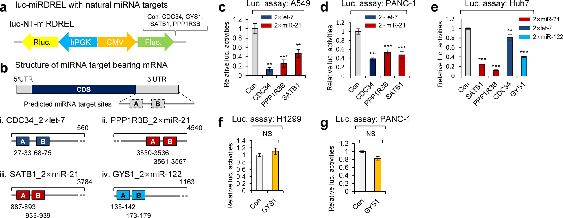 Fig. 2: Analysis of cellular oncomiR-targeting site bearing miRDRELs.
