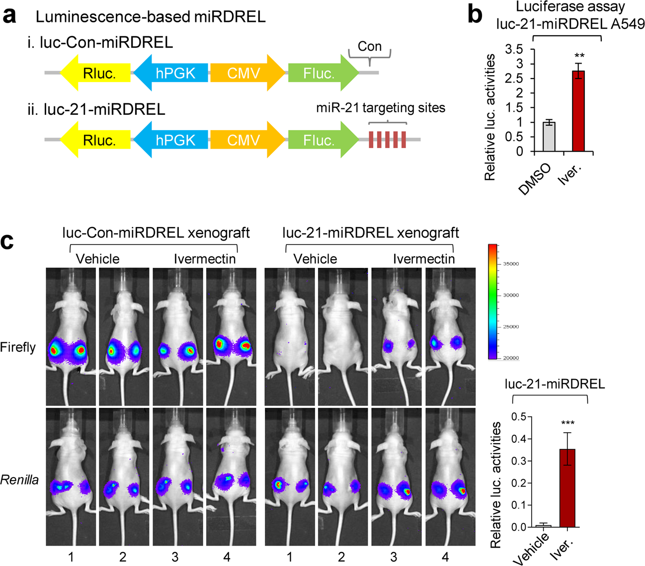 Fig. 5: miRDREL-based in vivo imaging of the response to the miR-21 inhibitor ivermectin.