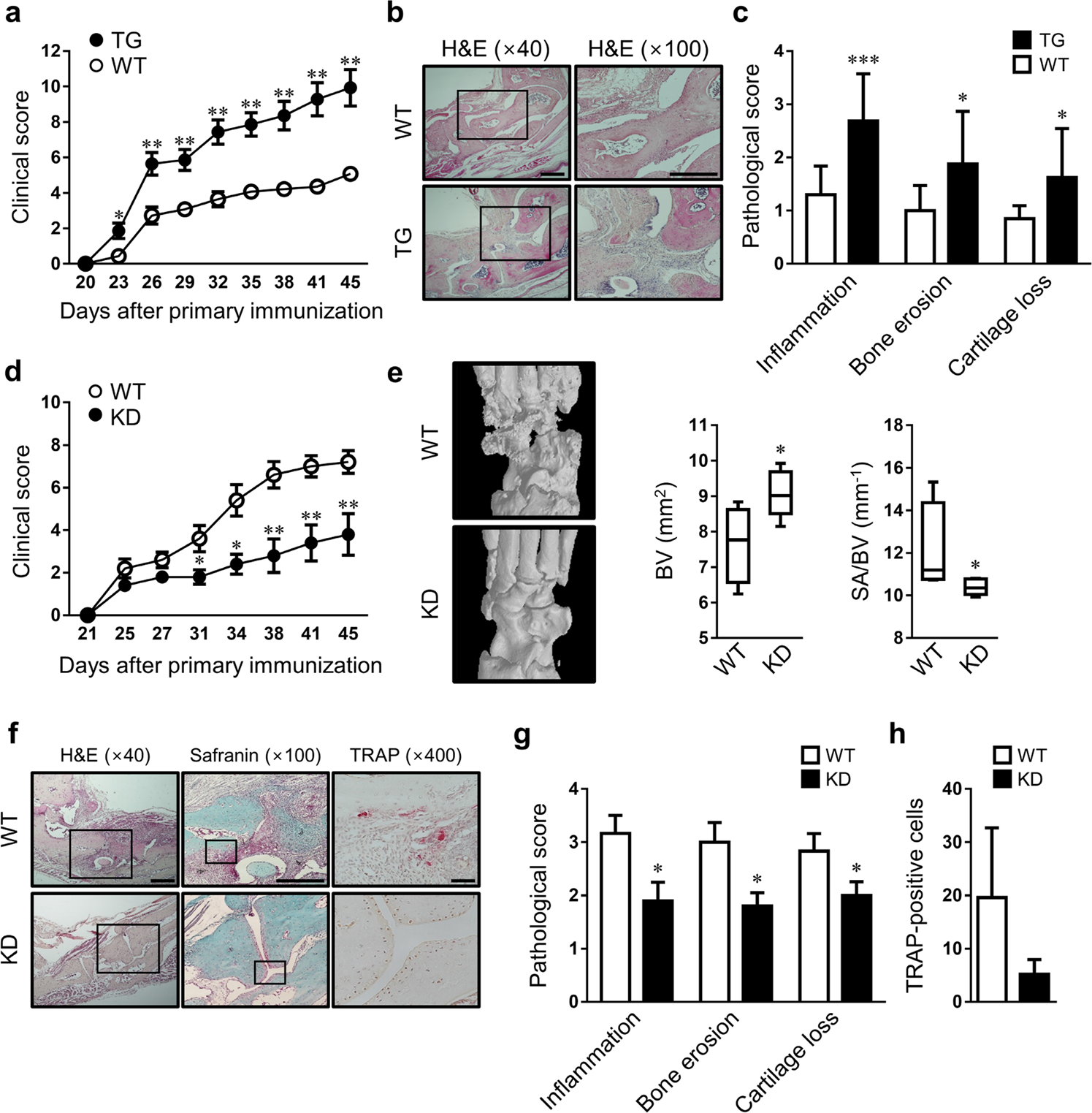 Fig. 1: Role of HRF/TCTP in autoimmune arthritis.