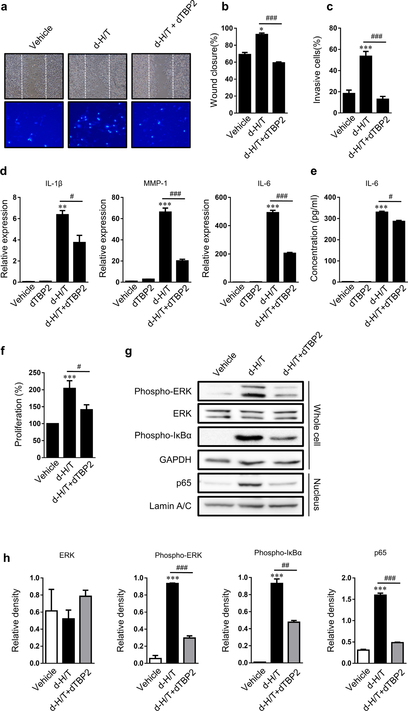 Fig. 3: Effects of dimerized HRF/TCTP (d-H/T) and inhibitory effects of dimerized HRF/TCTP-binding peptide (dTBP2) on rheumatoid arthritis fibroblast-like synoviocytes (RA-FLSs).