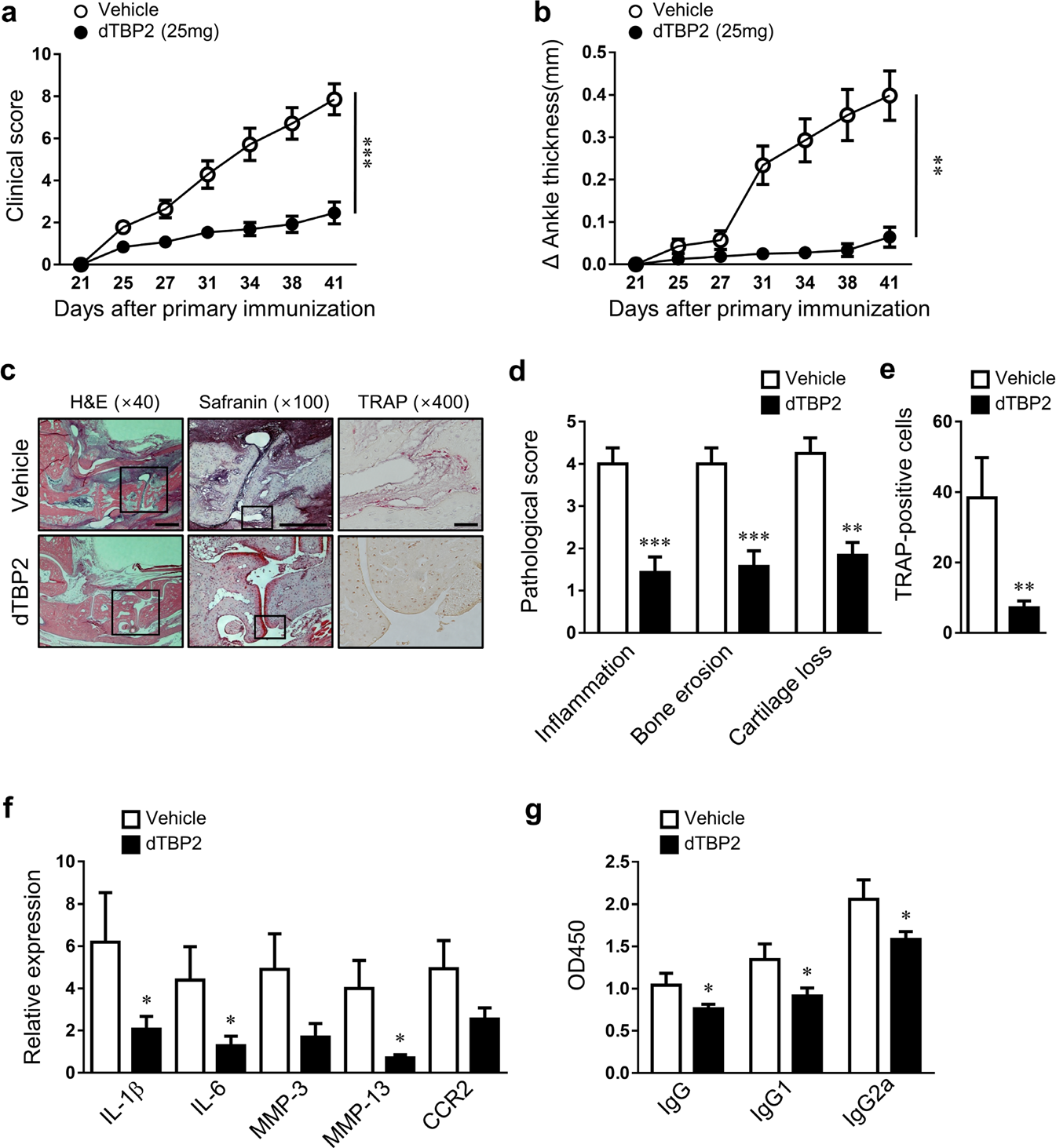 Fig. 4: Prevention of inflammatory arthritis by dimerized HRF/TCTP-binding peptide (dTBP2).
