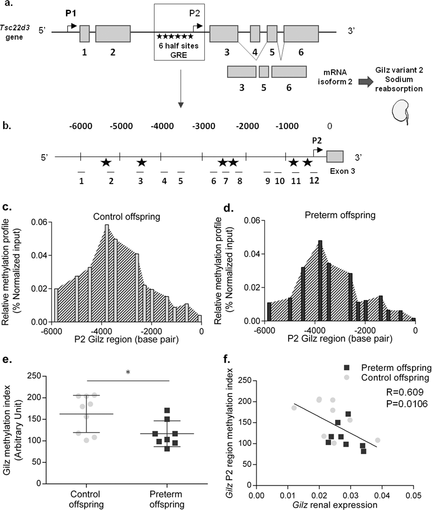 Fig. 2: Epigenetic regulation of the Gilz gene (Tsc22d3) by DNA methylation in the second (F2) and third (F3) generations.