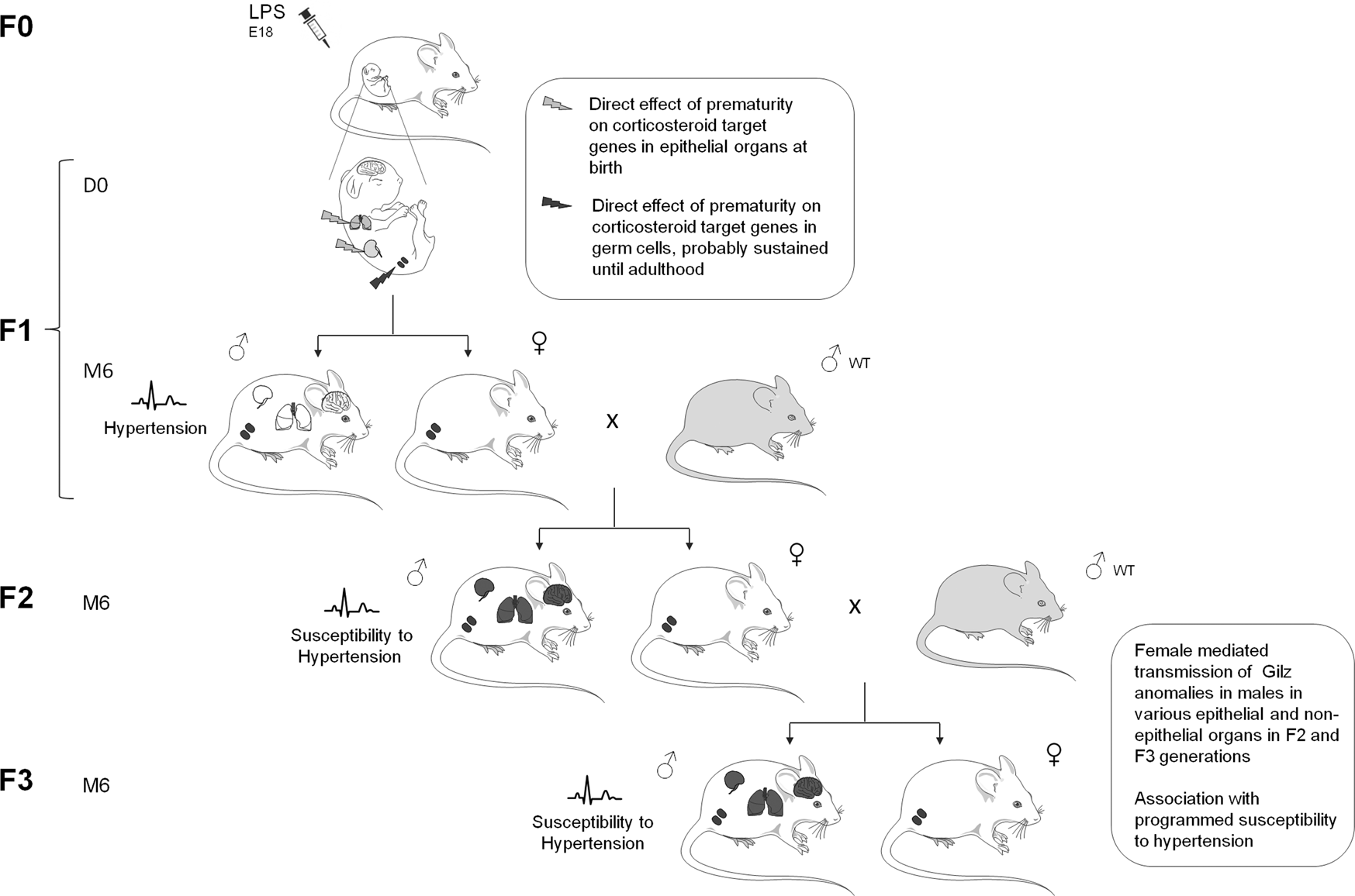 Fig. 7: Model of the hypothetical transmission mechanisms of Gilz alterations observed from the first generation (F1) to the third generation (F3).