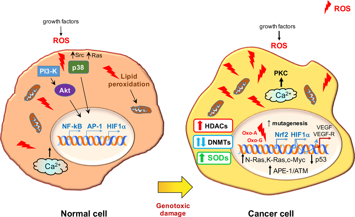 Cancers, Free Full-Text