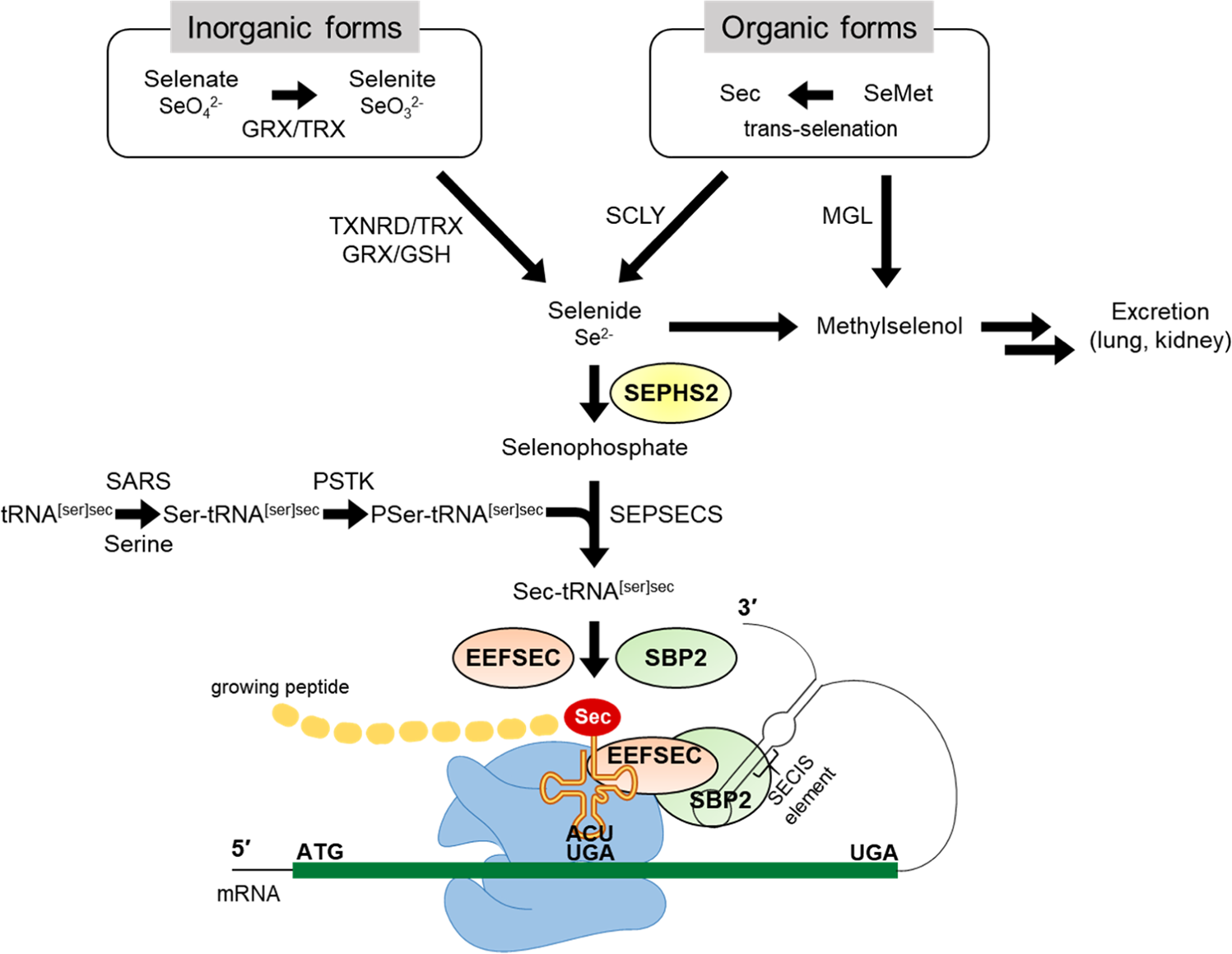The role of selenium metabolism and selenoproteins in cartilage homeostasis...