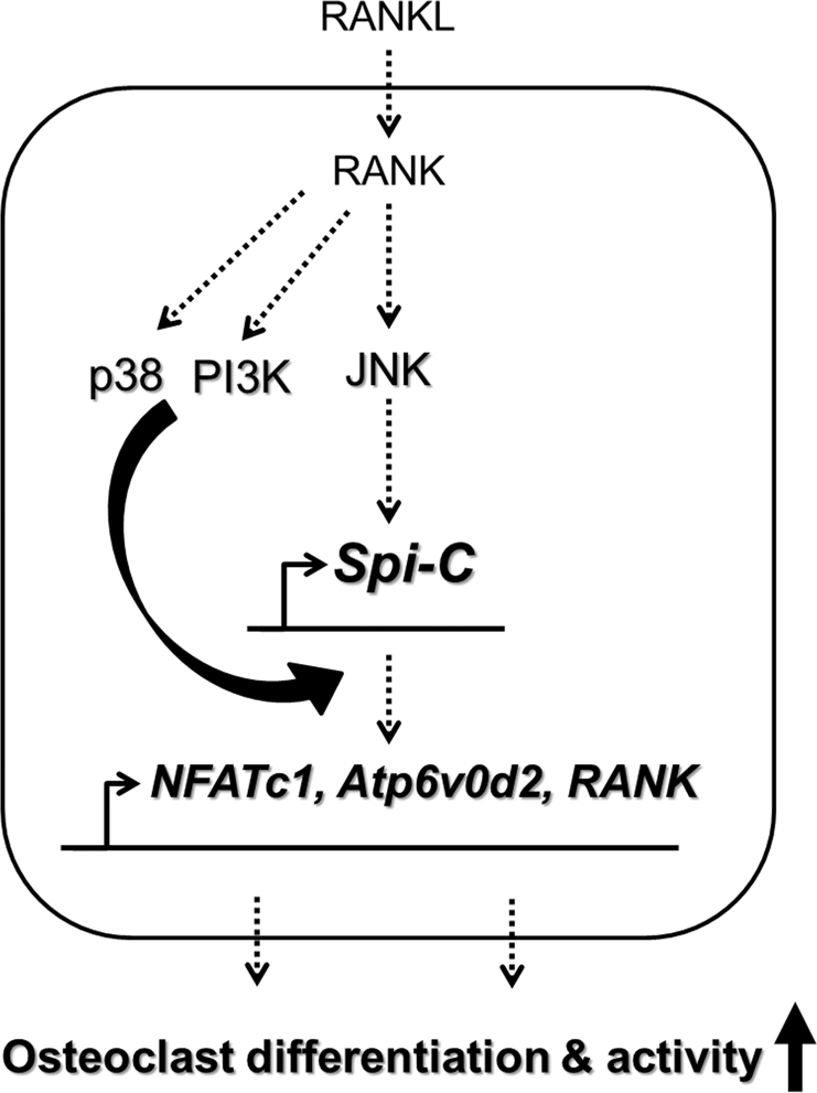 Fig. 8: A proposed model for the role of Spi-C during RANKL-mediated osteoclast differentiation and function.