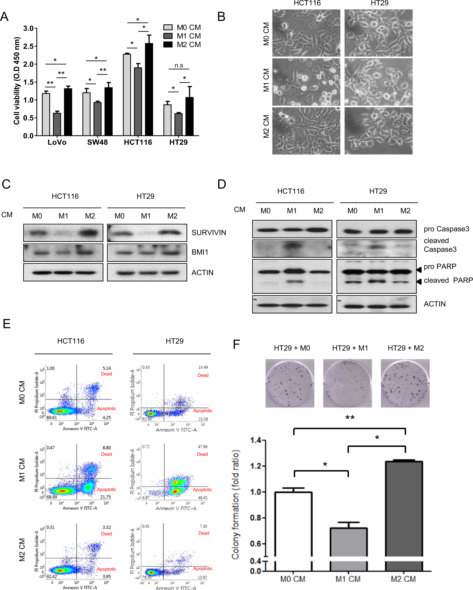 bpc-157 macrophage m1 m2 The interplay between lymphatic vessels and macrophages in inflammation response - Zhou - 2024 - The FASEB Journal CellXVivo Human M2 Macrophage Differentiation