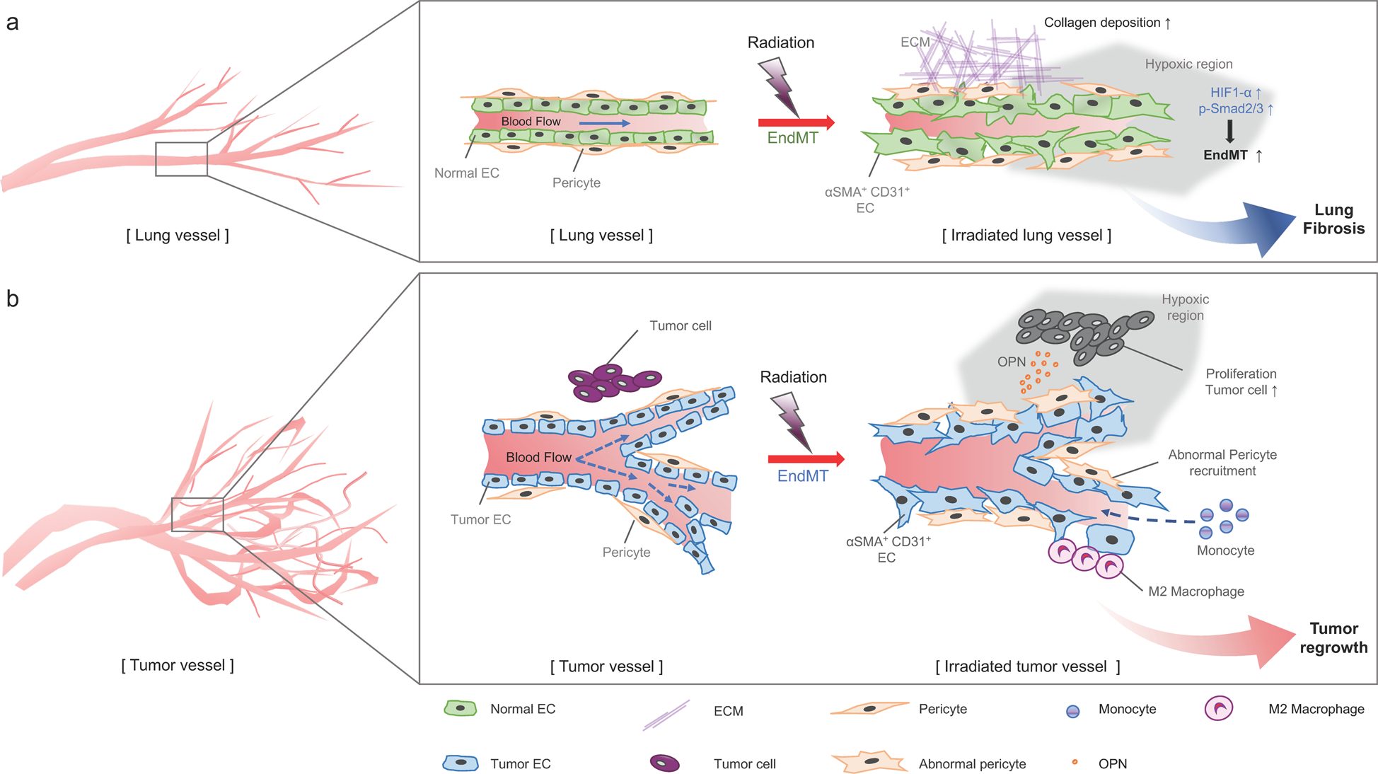 PDF) Abstract A74: Microparticles mediate cross-talk between tumoral and  endothelial cells and promote the constitution of an angiocrine  pro-metastatic niche through Arf6 up regulation