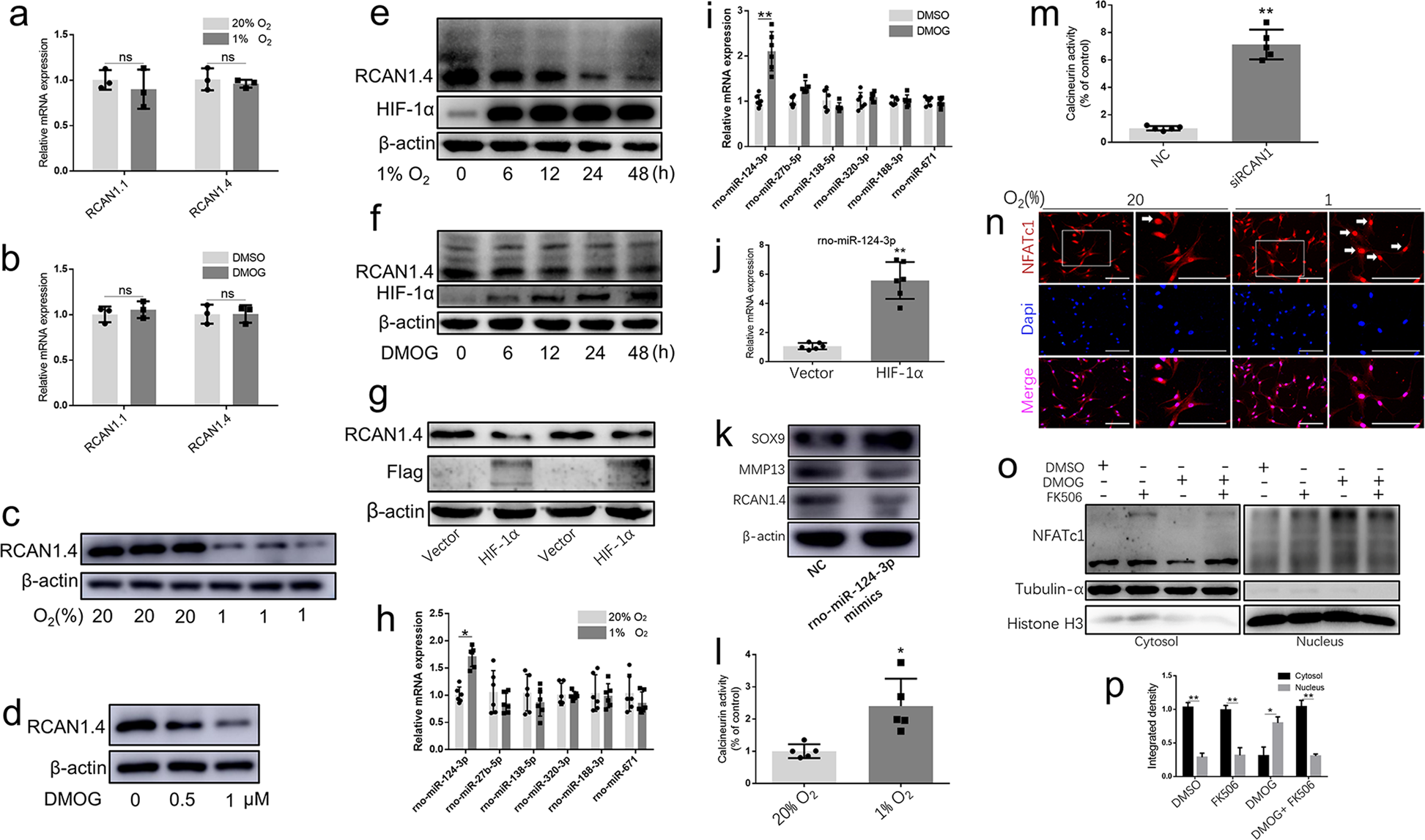 Fig. 2: Hypoxia activated the calcineurin/NFAT signaling pathway through suppression of RCAN1.4.