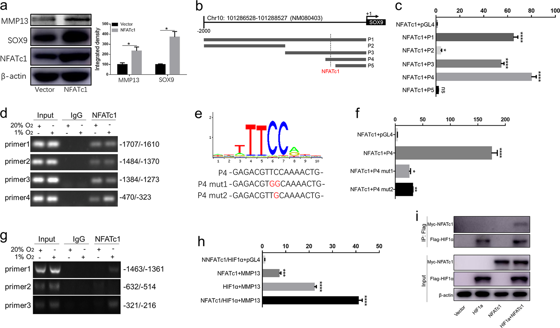 Fig. 4: NFATc1 directly bound the SOX9/MMP13 promoter region.