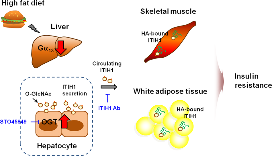 Fig. 3: The role of Gα13 in interorgan biological processes in insulin resistance.