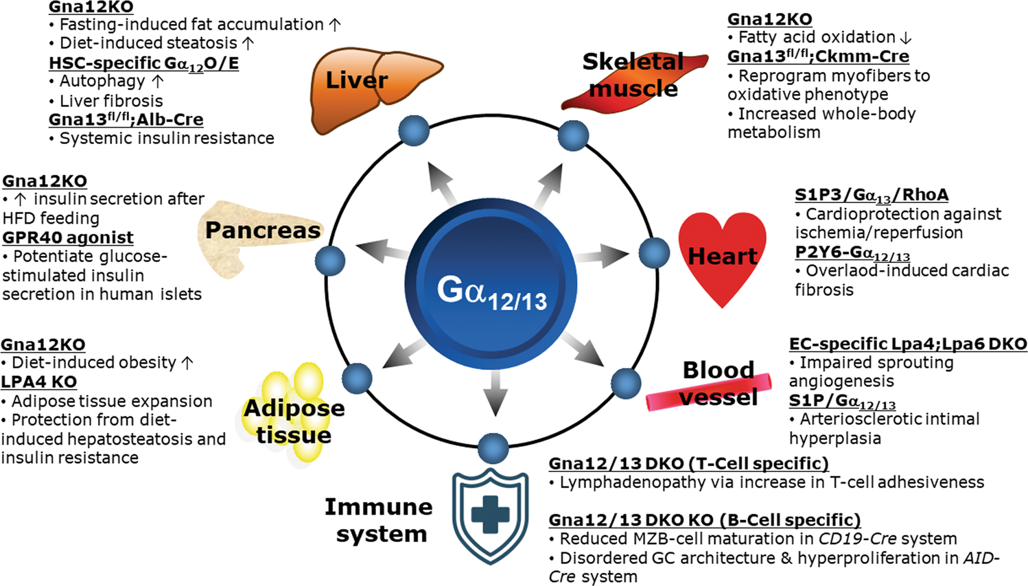 Fig. 5: Overview of the roles of Gα12/13 signaling in different metabolic organs.