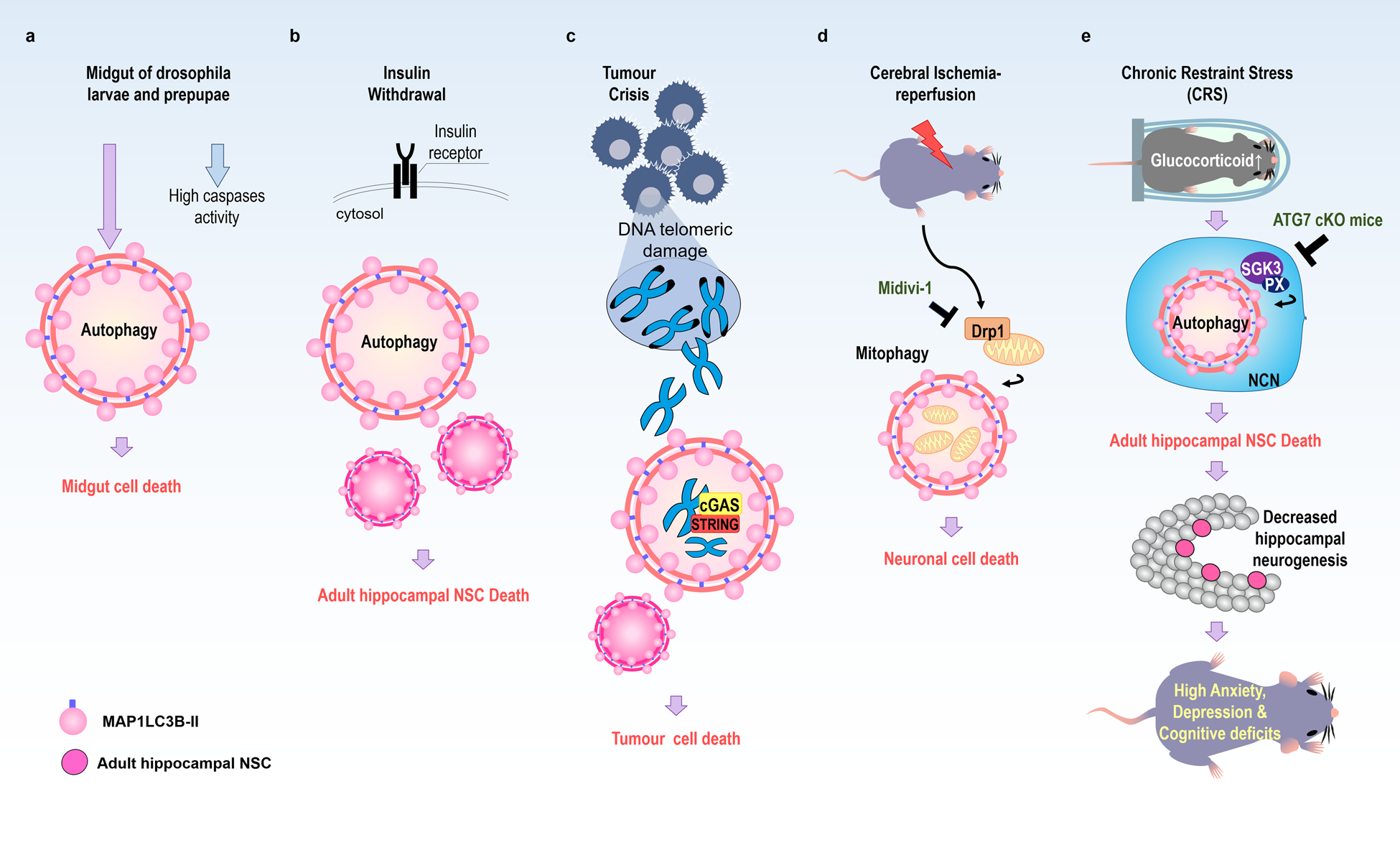 Autophagy as a decisive process for cell death | Experimental & Molecular  Medicine