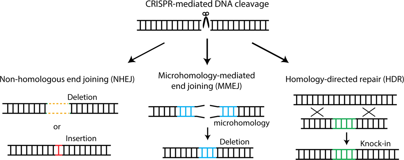 gene splicing pros and cons