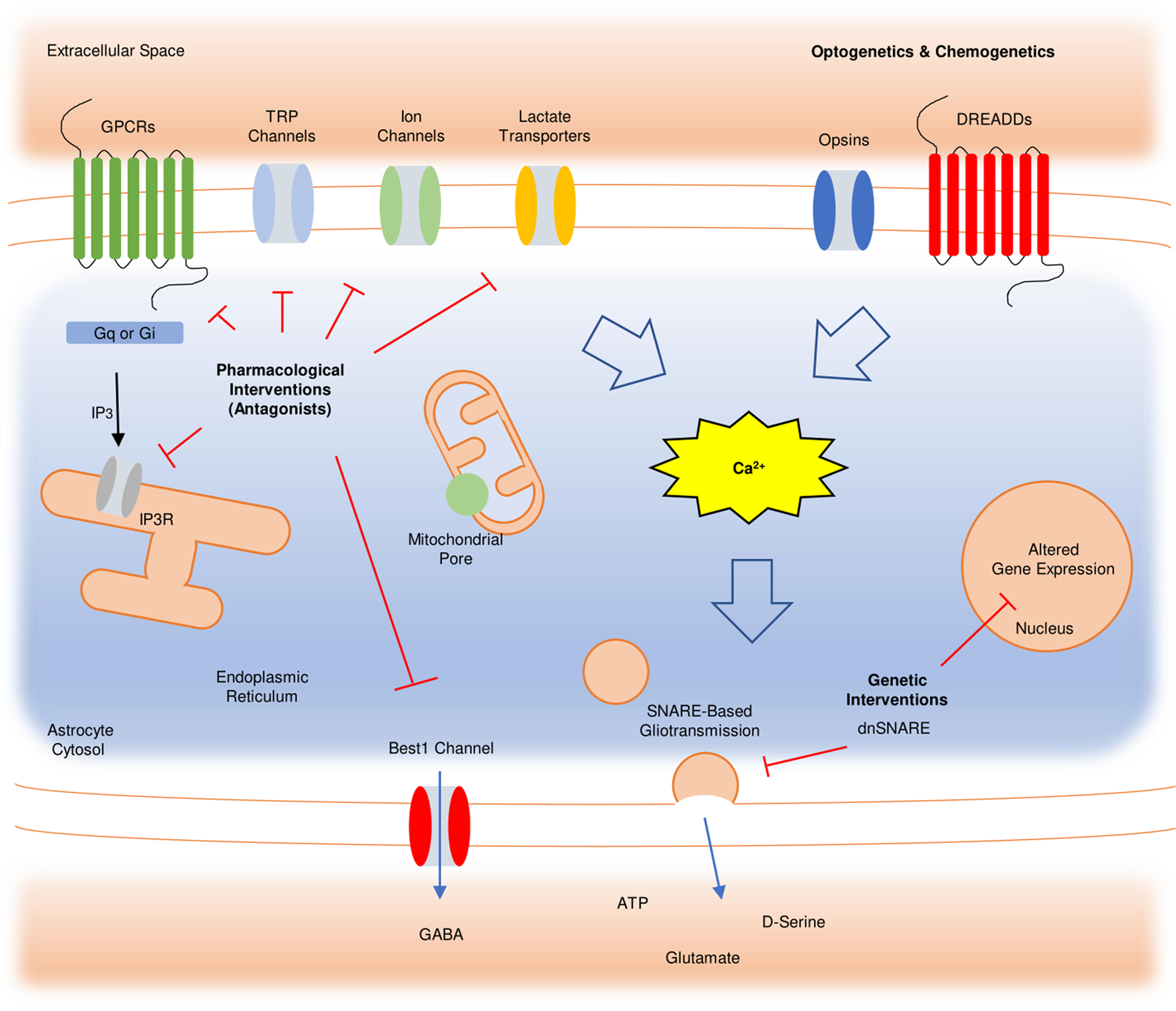 Multiple forms of working memory emerge from synapse–astrocyte interactions  in a neuron–glia network model