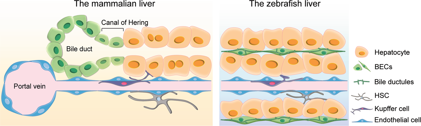 Liver progenitor cell-driven liver regeneration | Experimental & Molecular  Medicine