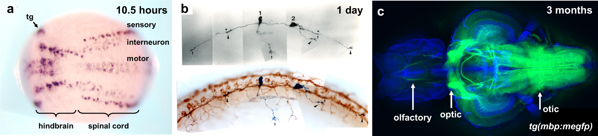 Fig. 1: Development of the central nervous system in zebrafish.