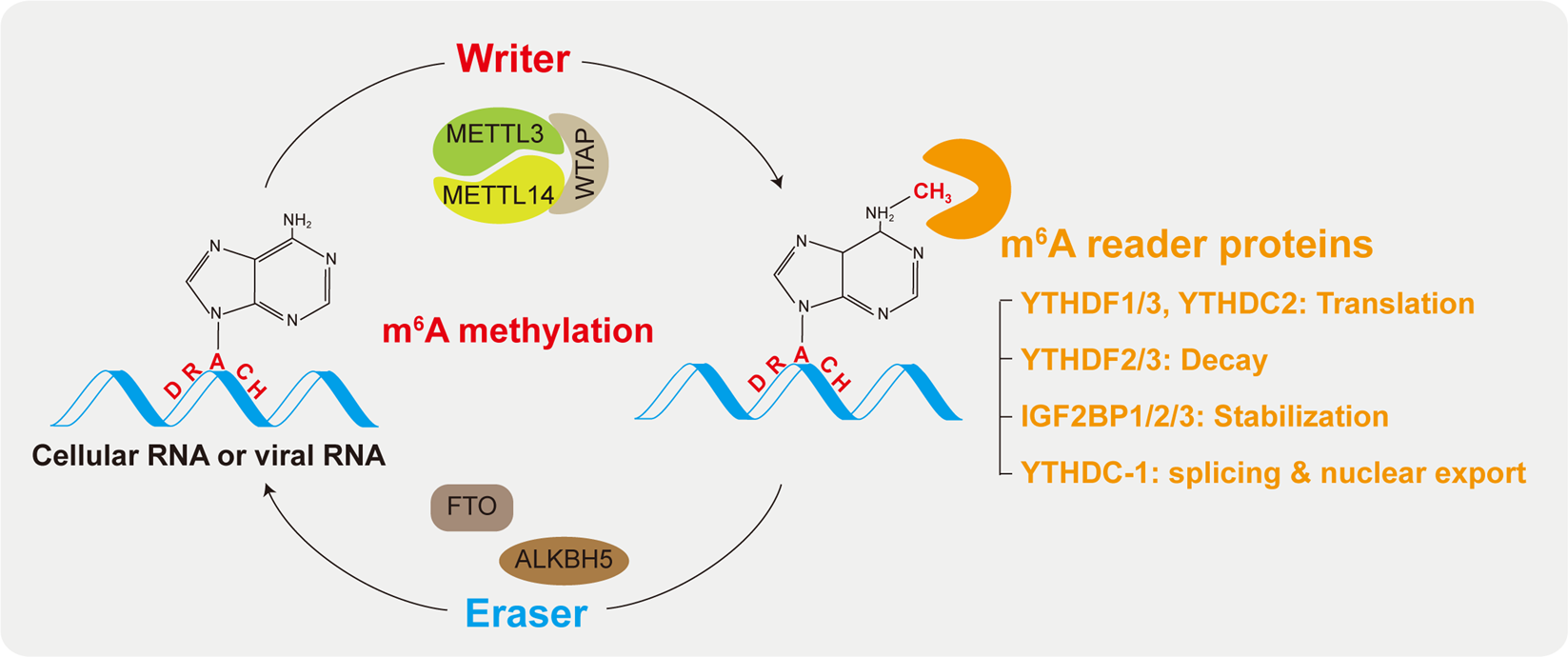 Frontiers  EBV Exploits RNA m6A Modification to Promote Cell Survival and  Progeny Virus Production During Lytic Cycle