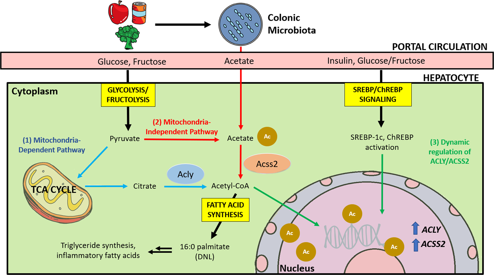 Frontiers  Fructose: A Dietary Sugar in Crosstalk with Microbiota  Contributing to the Development and Progression of Non-Alcoholic Liver  Disease
