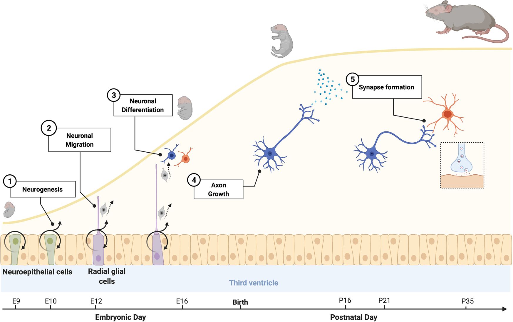 Transgenic Mice Expressing Green Fluorescent Protein under the Control of  the Melanocortin-4 Receptor Promoter