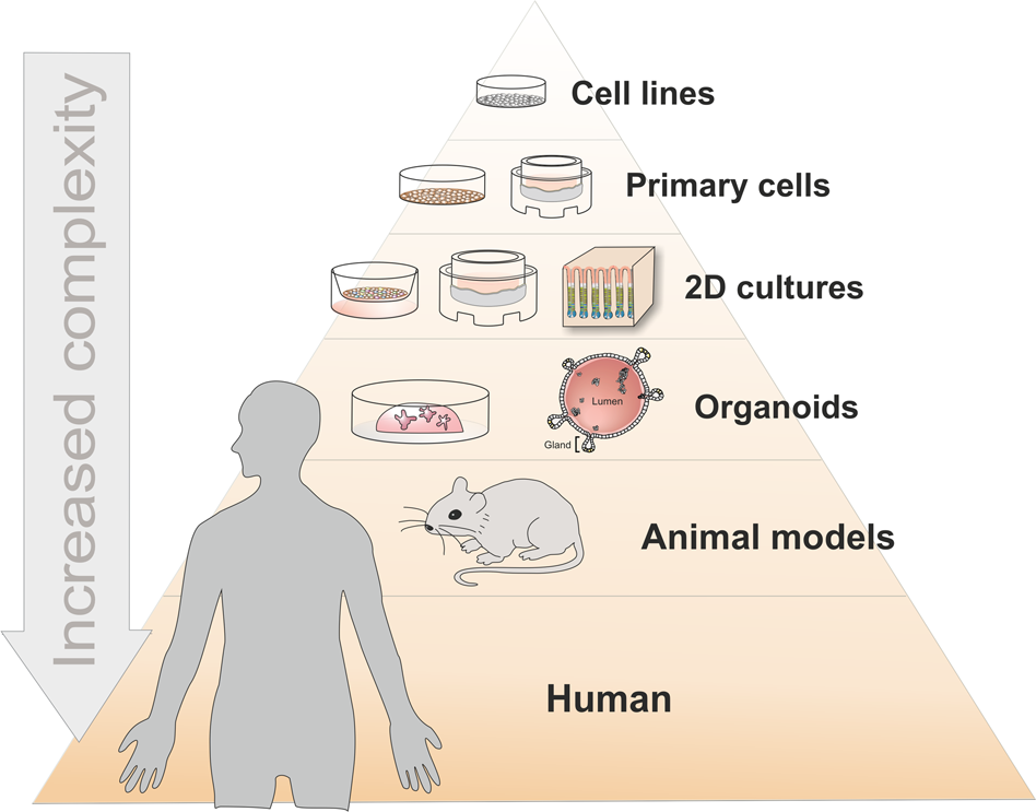 Organoids As Host Models For Infection, 3 Pros Basement Systems Reviews