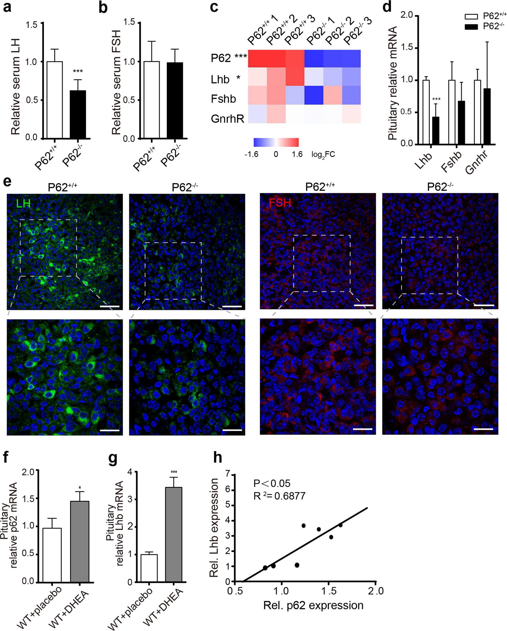 Fig. 2: Abnormal p62 expression dysregulated LH production in the pituitary of female mice.