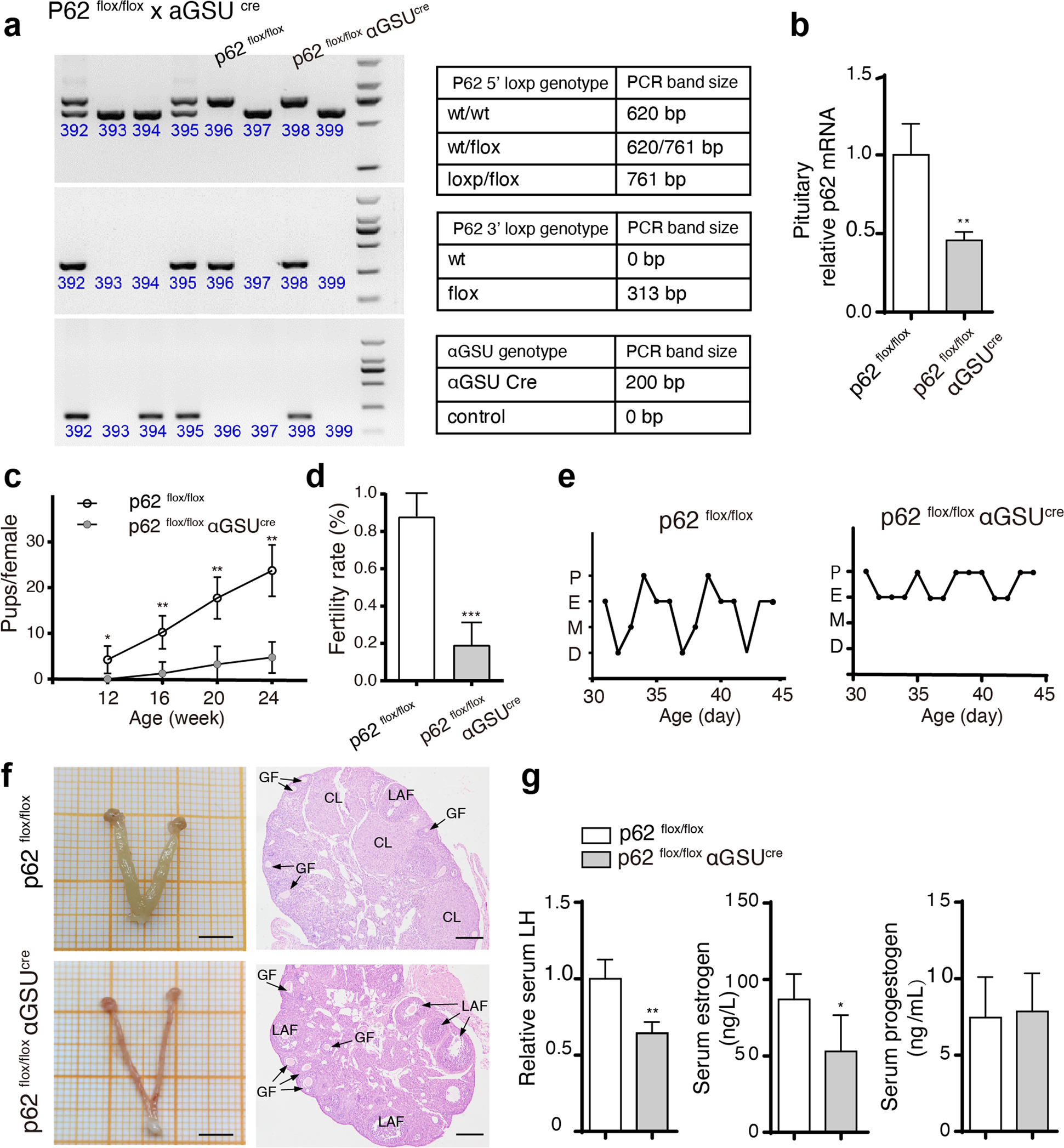 Fig. 3: Reproductive dysfunction is exhibited in pituitary-specific p62 knockout mice.