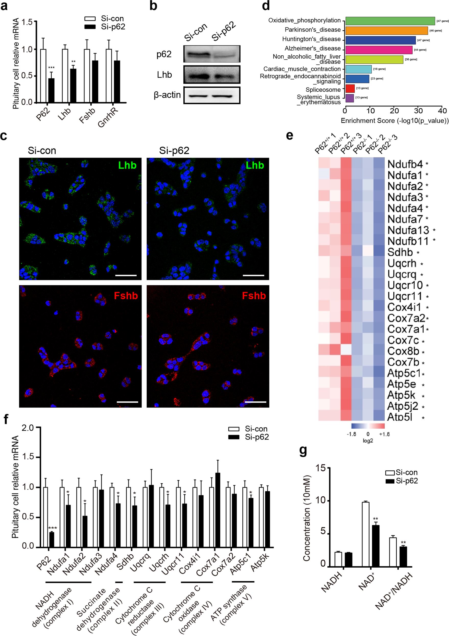 Fig. 4: P62 deficiency leads to downregulated LH and oxidative phosphorylation (OXPHOS) in pituitary gonadotropin cells.