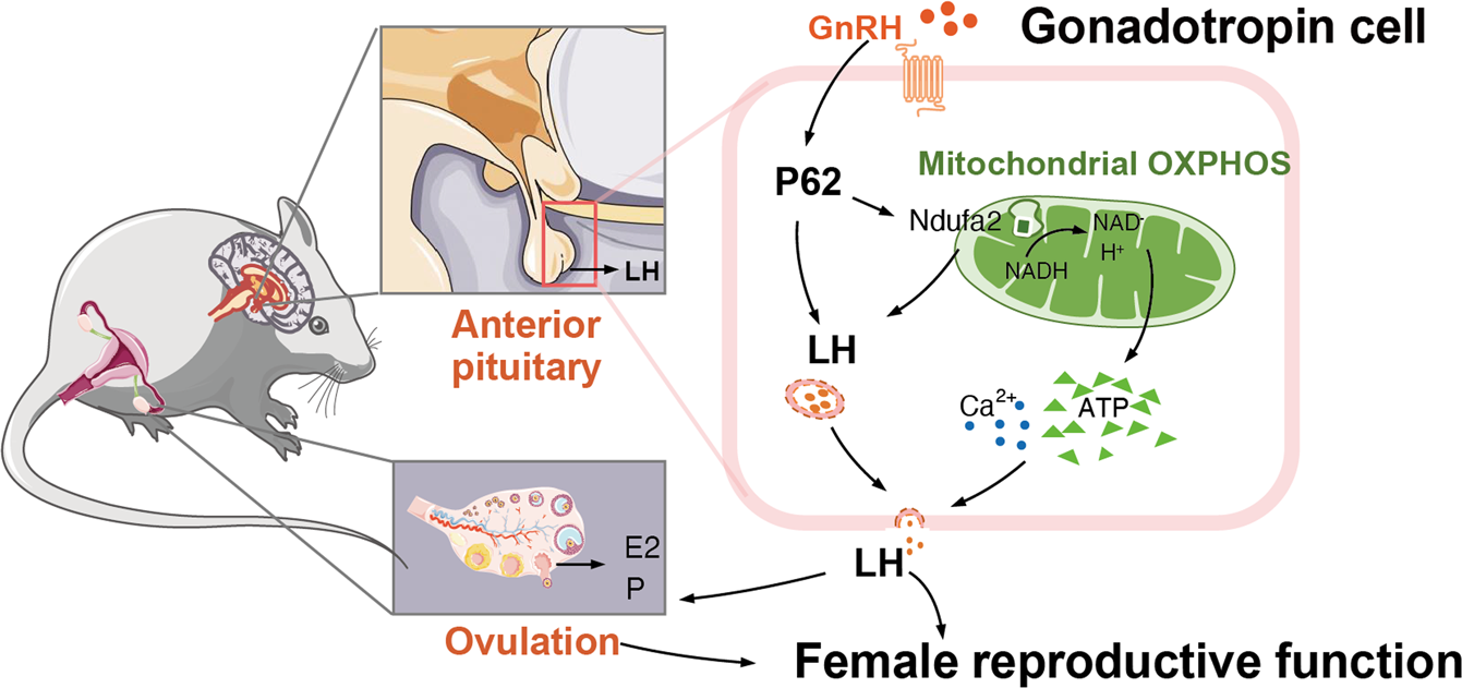 Fig. 6: The modulative role of p62 in female reproductive biology.