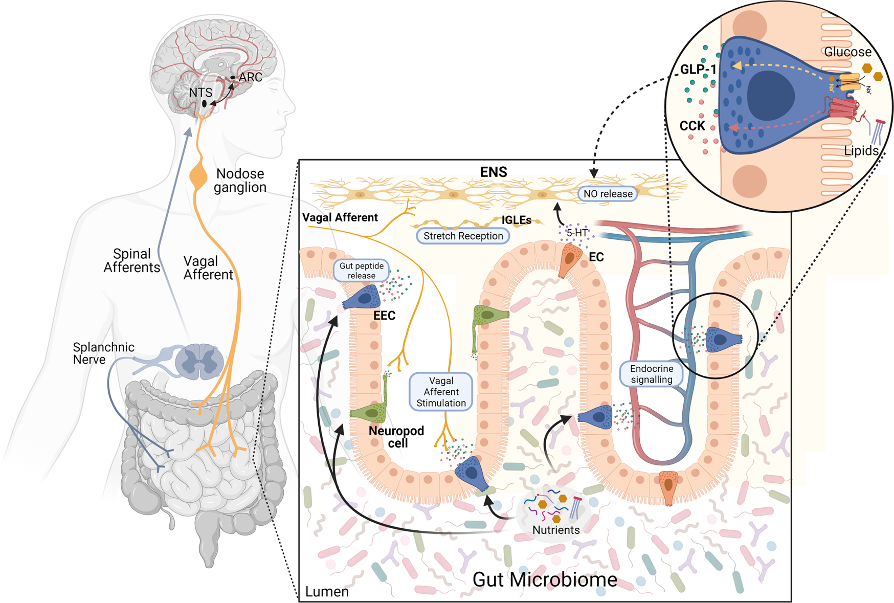 Independent Aftereffects of Fat and Muscle: Implications for neural  encoding, body space representation, and body image disturbance