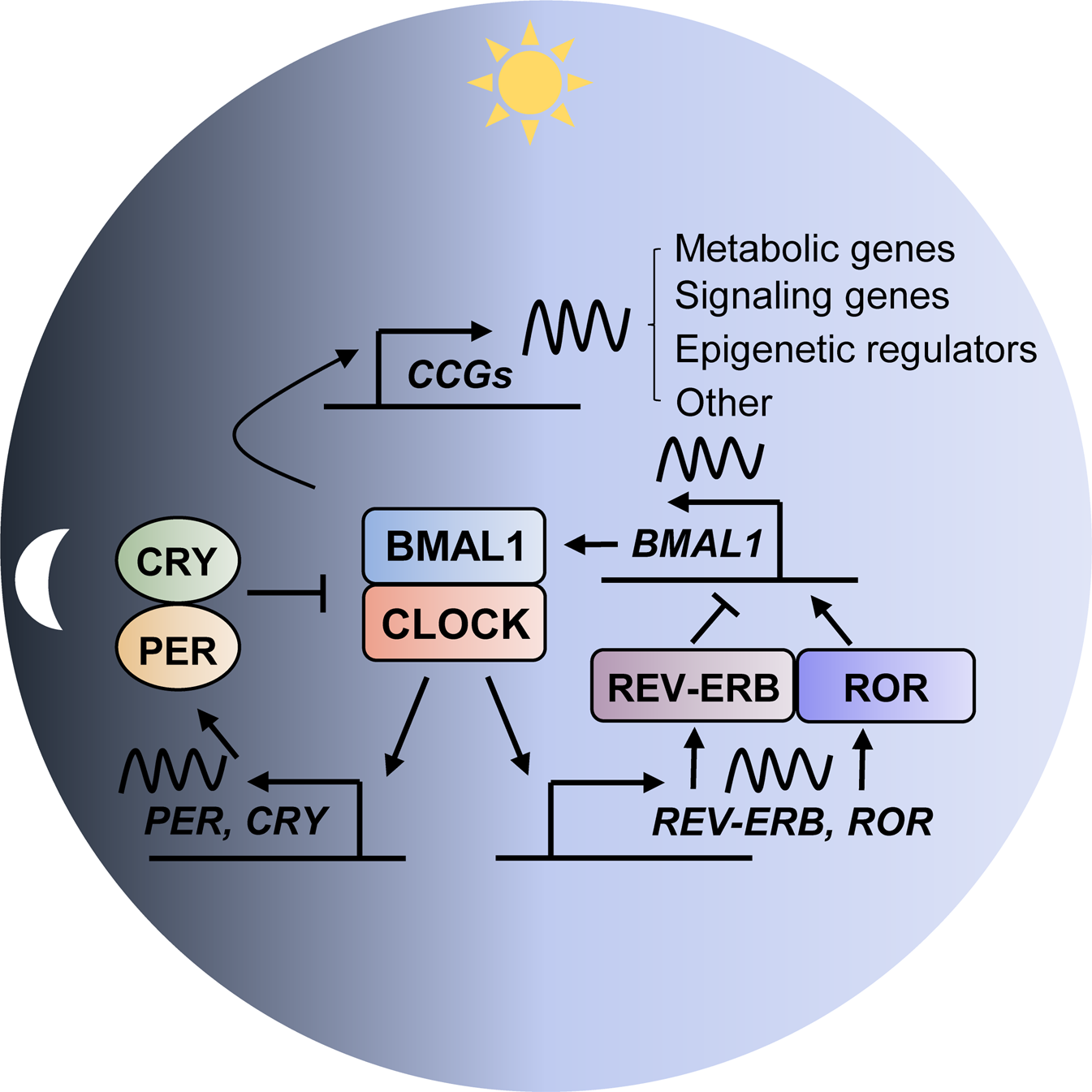 Roles of circadian clocks in cancer and treatment | Experimental & Molecular Medicine