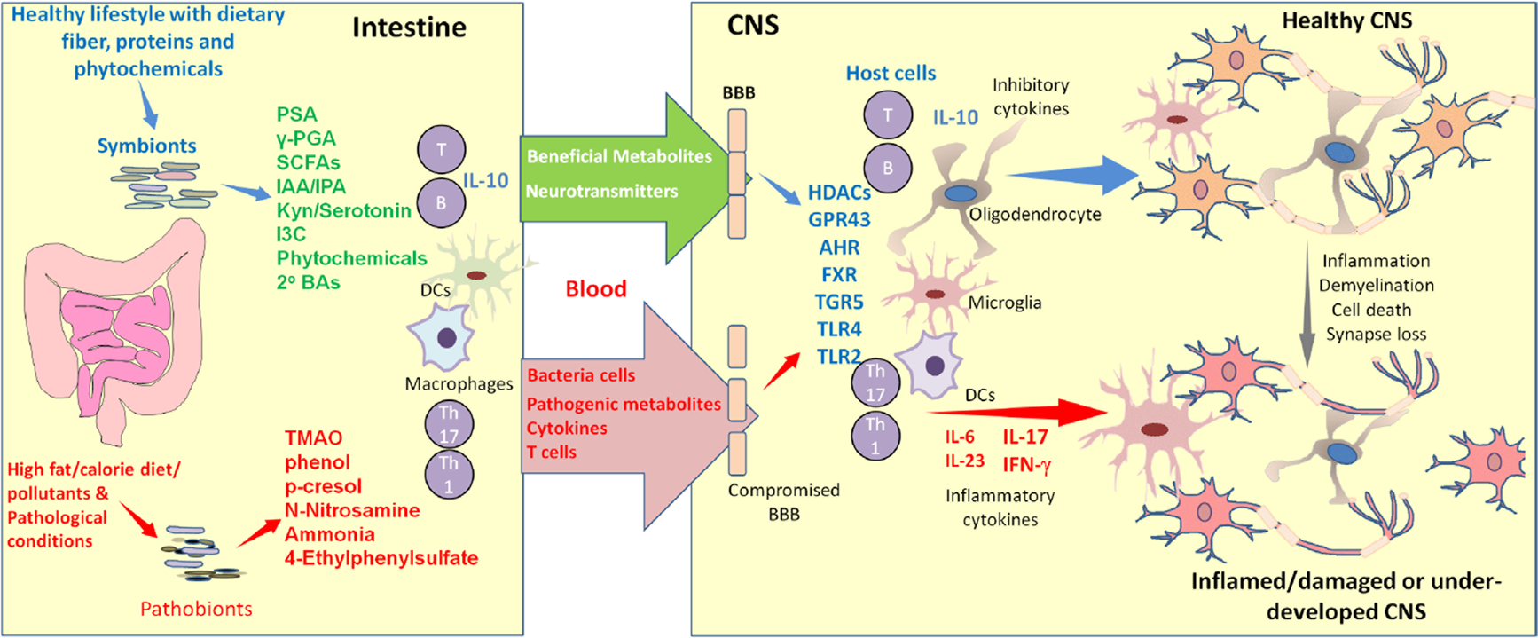 Indigenous Bacteria from the Gut Microbiota Regulate Host Serotonin  Biosynthesis: Cell