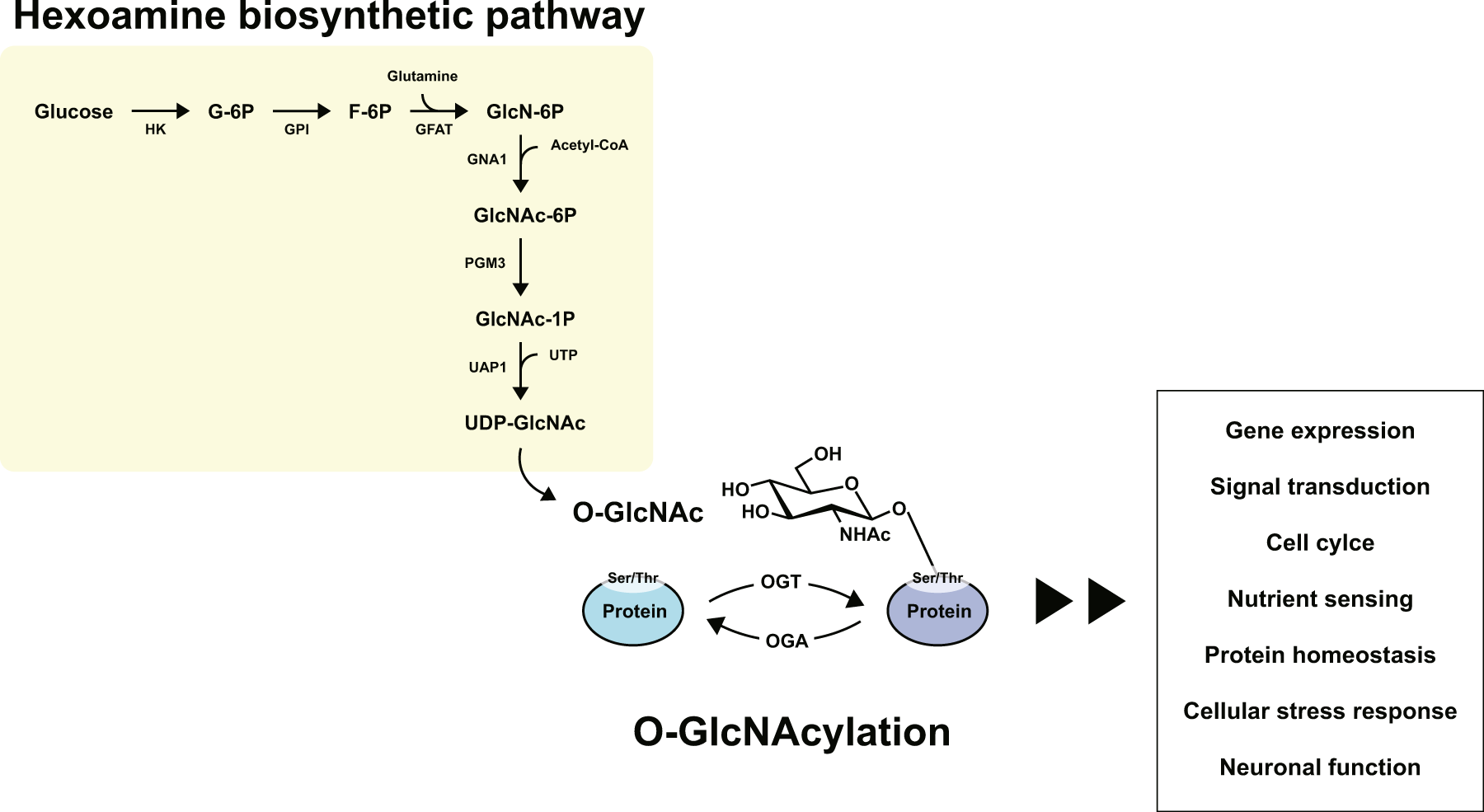 Pharmacological Inhibition of O-GlcNAcase Enhances Autophagy in