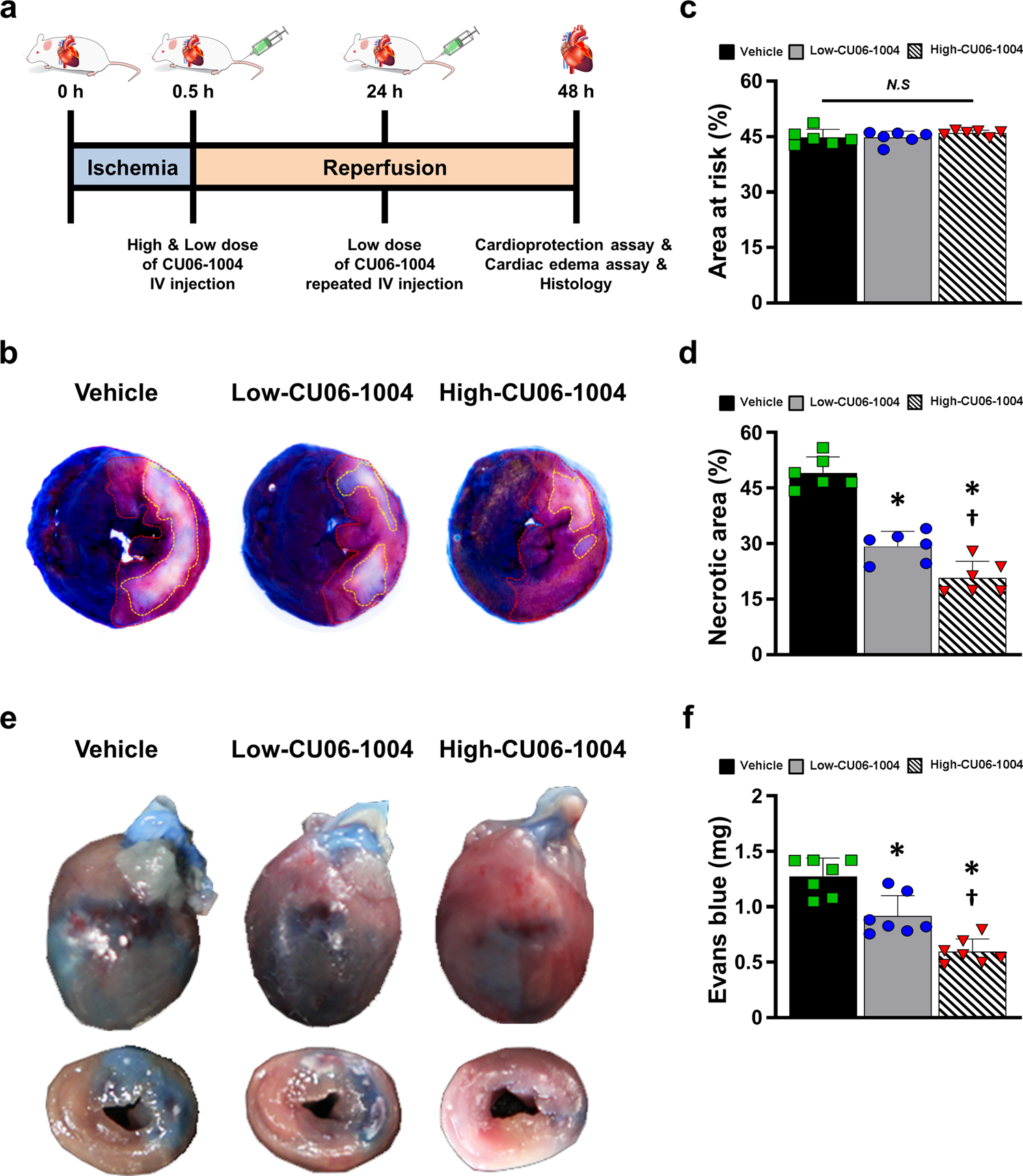 CU06-1004 enhances vascular integrity and improves cardiac remodeling by  suppressing edema and inflammation in myocardial ischemia–reperfusion  injury | Experimental & Molecular Medicine