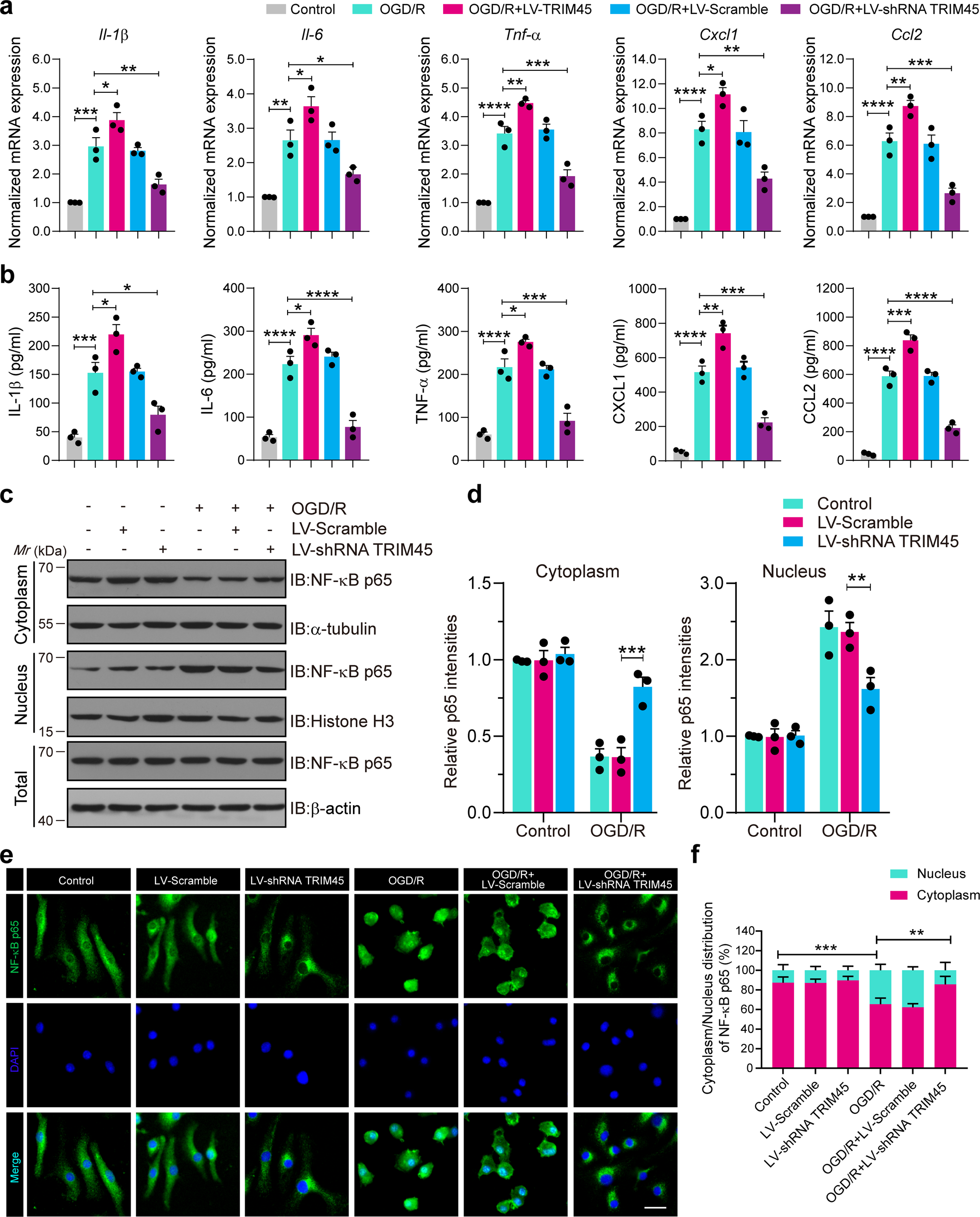 Fig. 2: TRIM45 enhances the NF-κB signaling pathway through TAB2 and TAK1.
