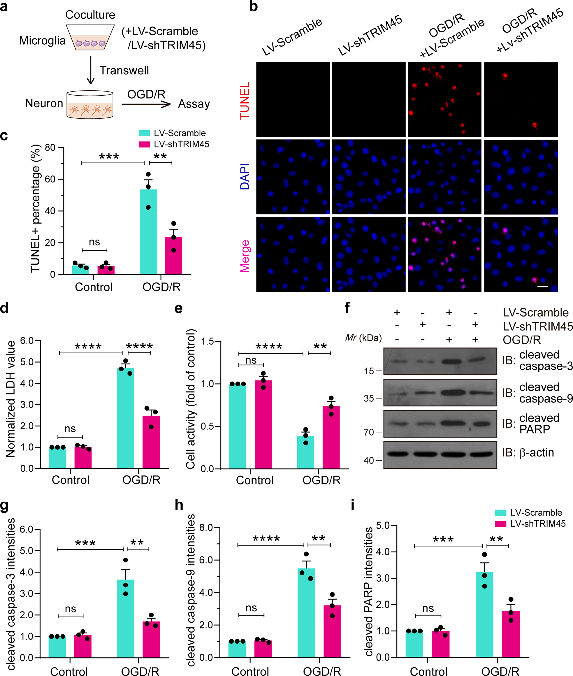 Fig. 6: TRIM45 inhibition improves the neurotoxic effect of proinflammatory microglia in cocultured neurons.