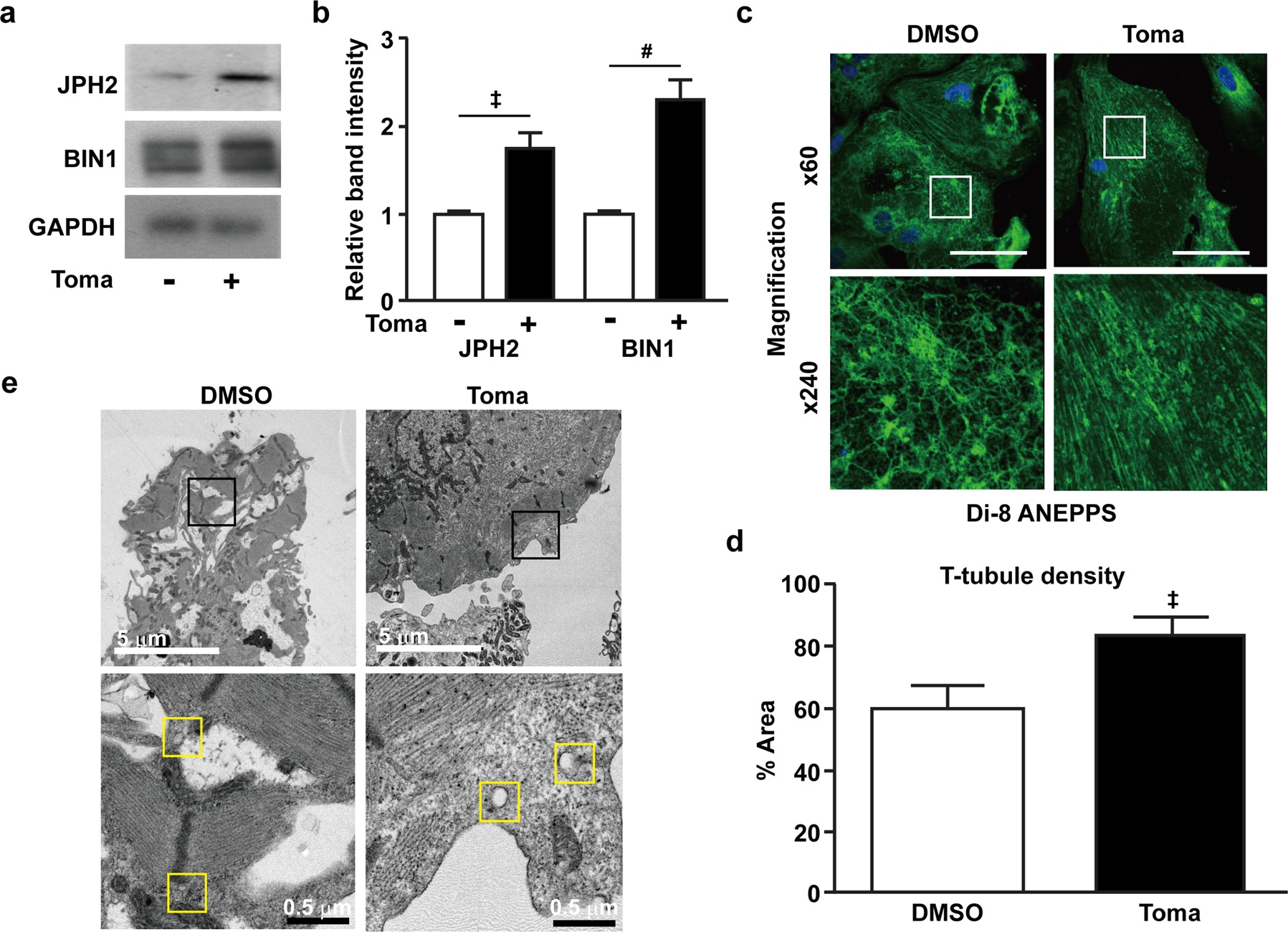 Fig. 3: Effects of tomatidine treatment on T-tubule formation in human embryonic stem cell-derived cardiomyocytes.