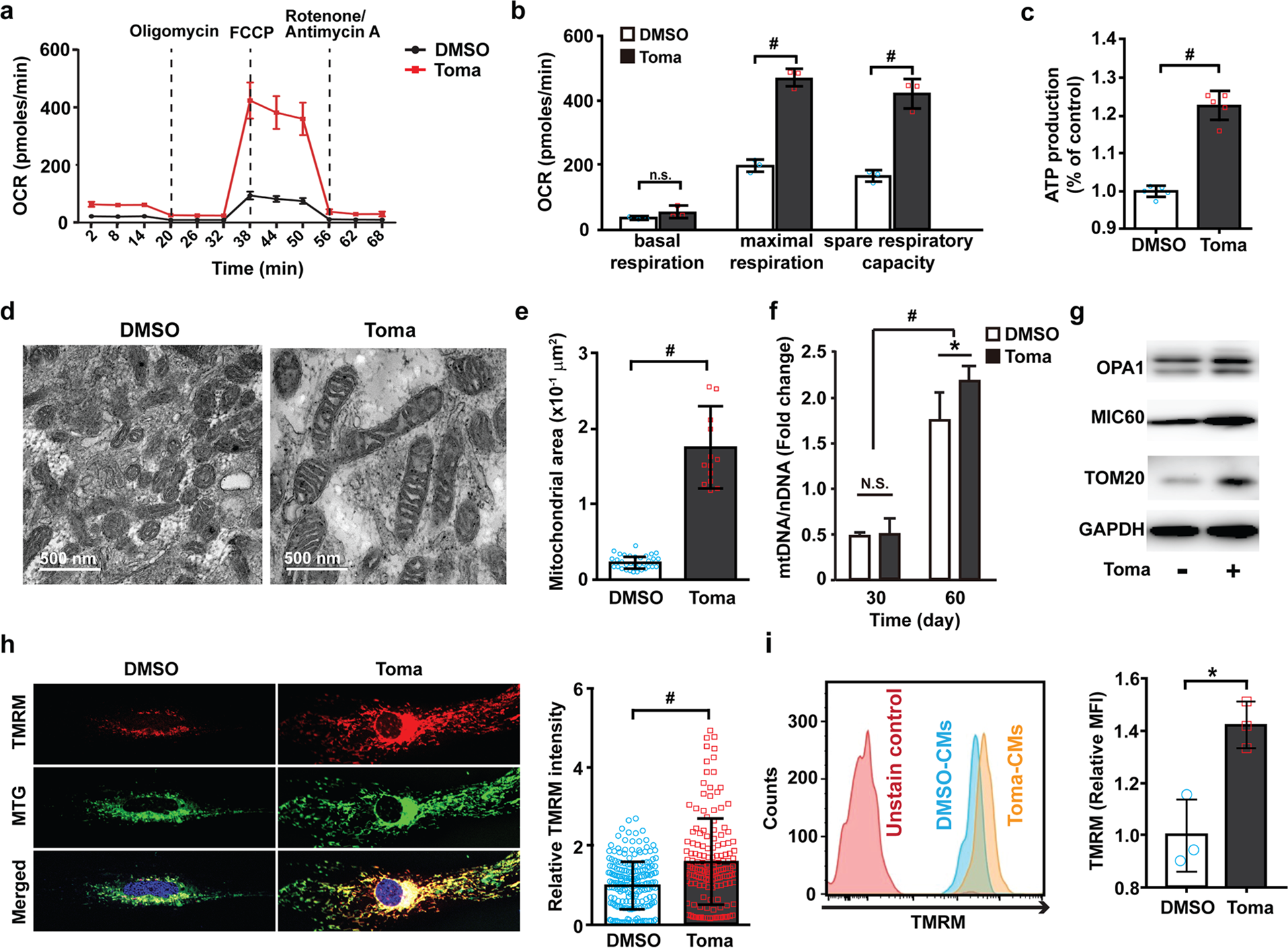 Fig. 4: Tomatidine treatment stimulates metabolic maturation in human embryonic stem cell-derived cardiomyocytes.
