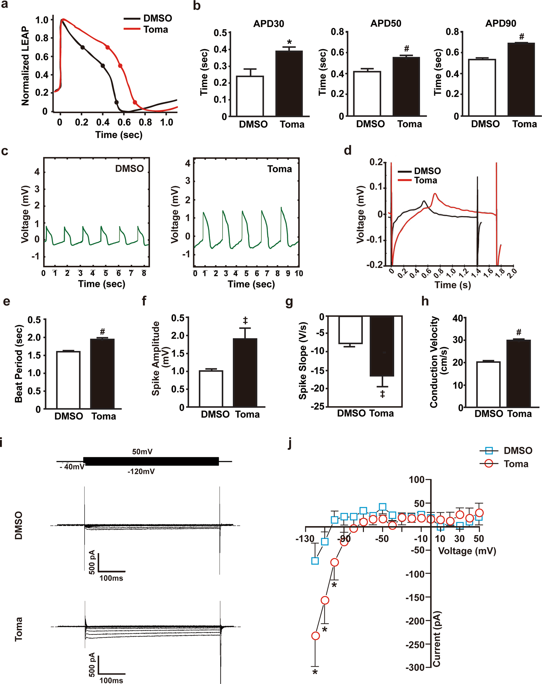 Fig. 5: Electrophysiological properties of tomatidine-treated cardiomyocytes.
