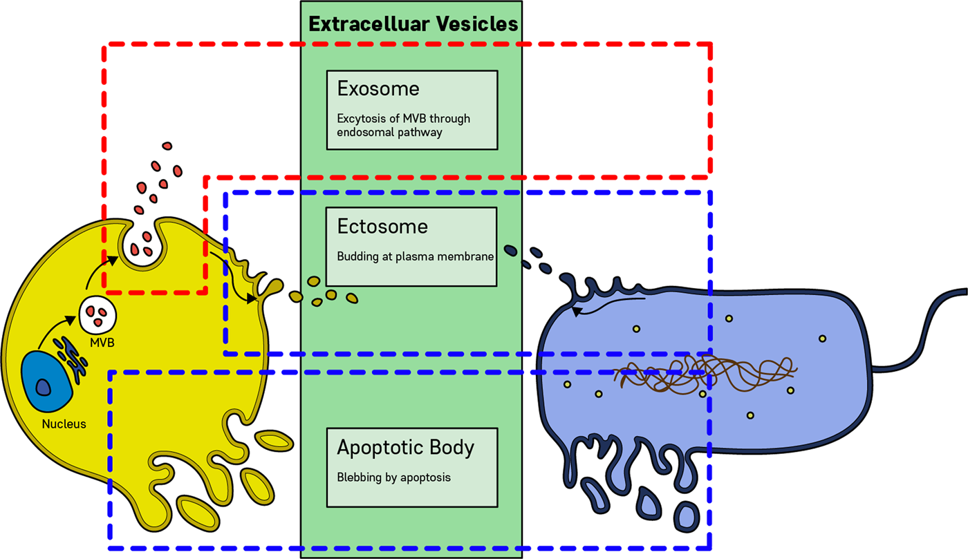 Scientists track evolution of microbes on the skin's surface, MIT News